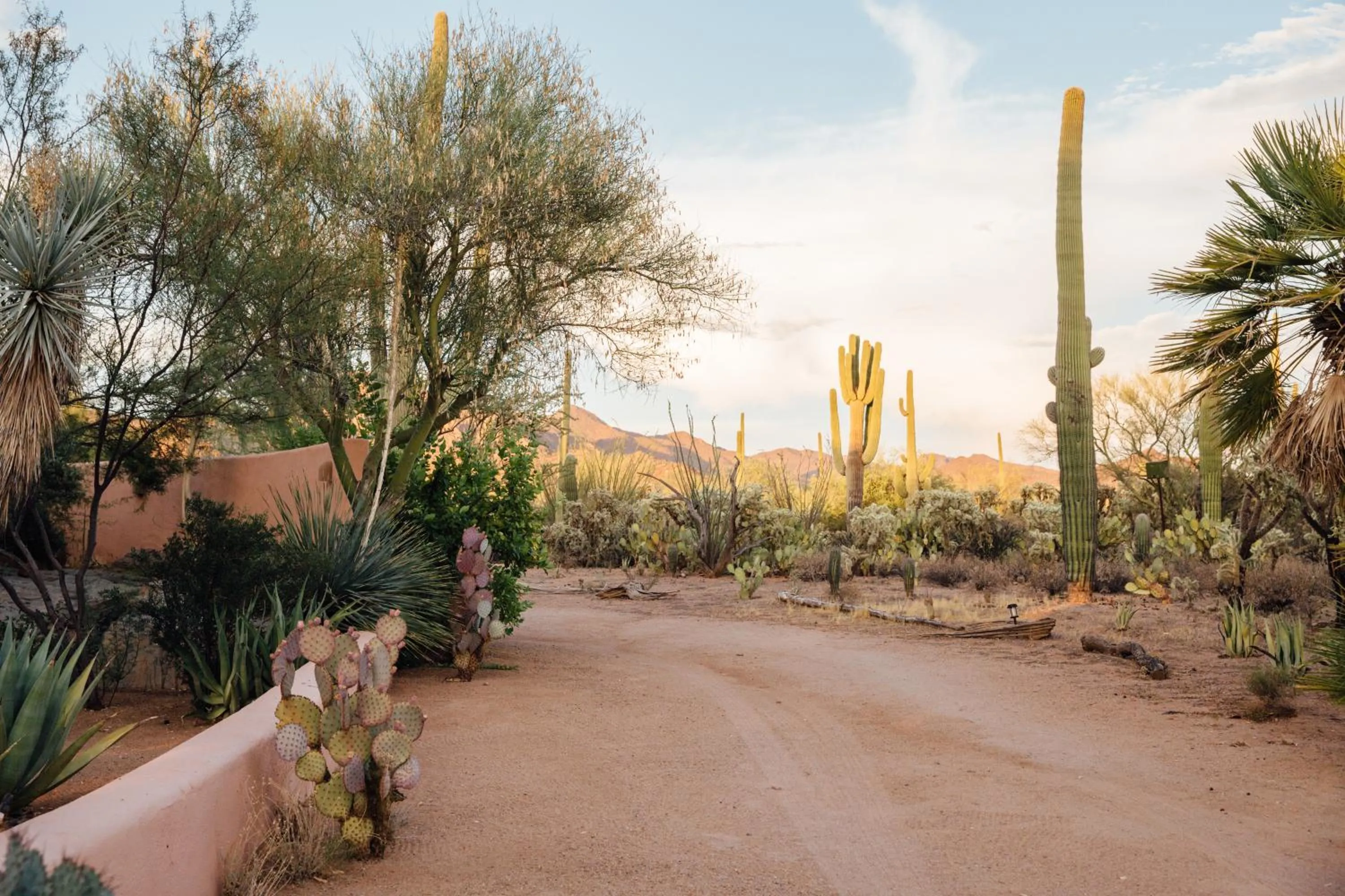 Natural landscape in The JTH Tucson