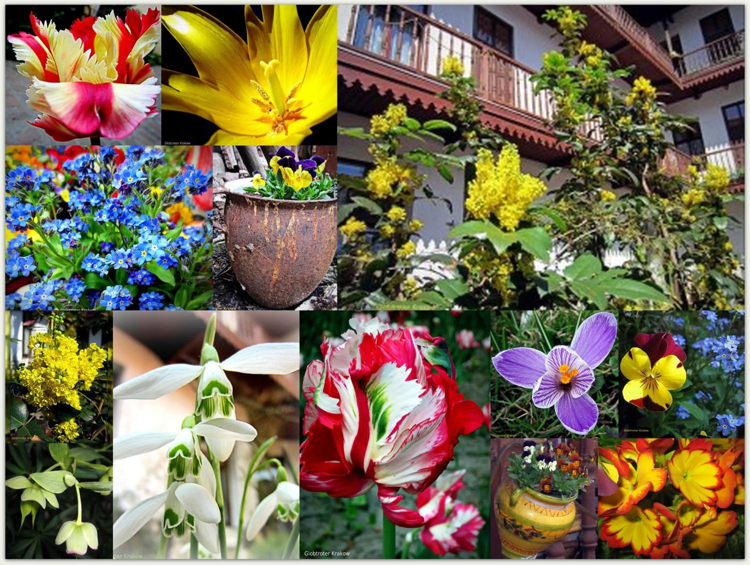 Garden in Globtroter Guest House