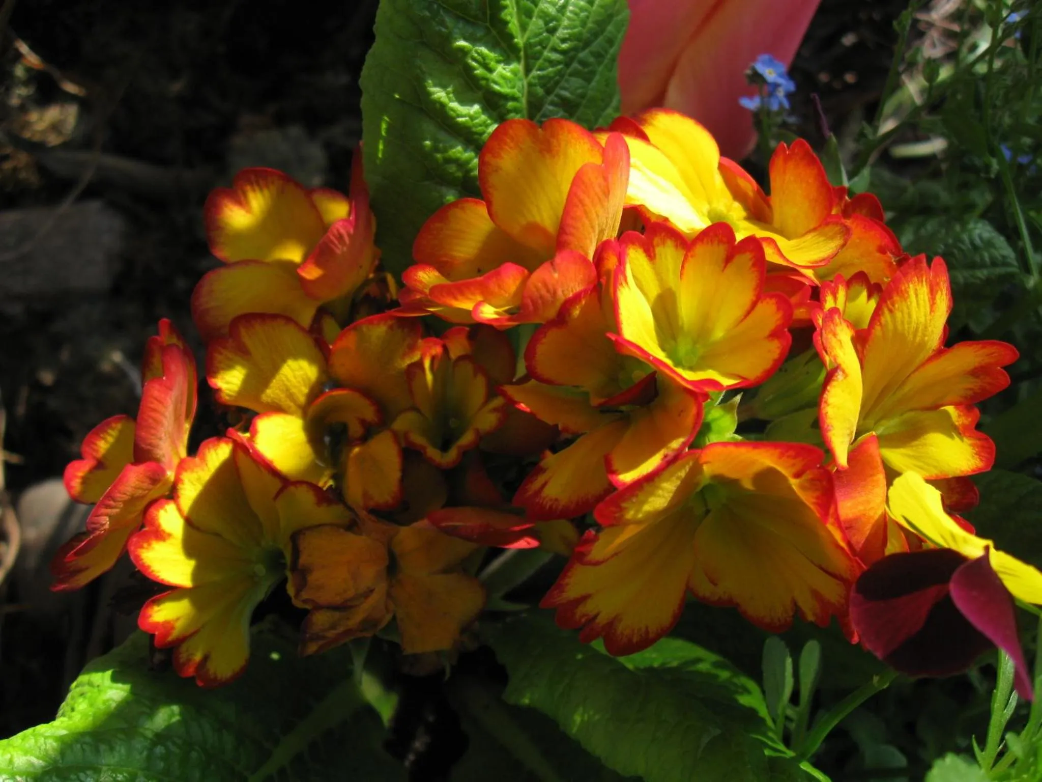 Garden in Globtroter Guest House