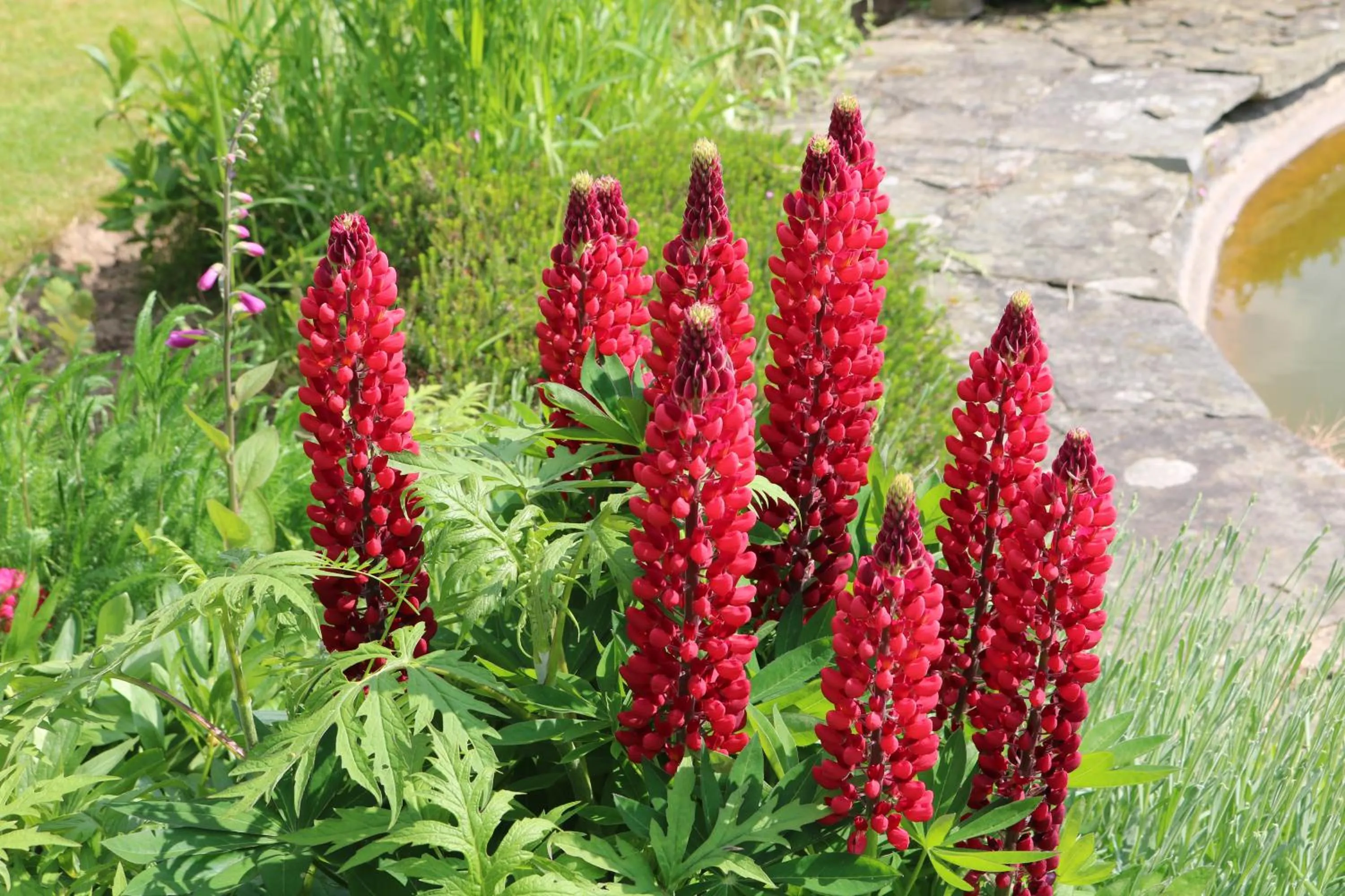 Garden in Mortimer Trail B and B