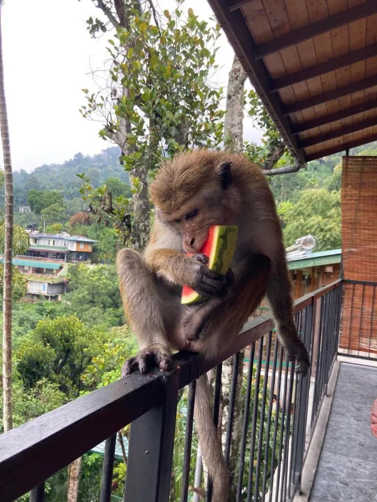 Balcony/Terrace in Country Homes