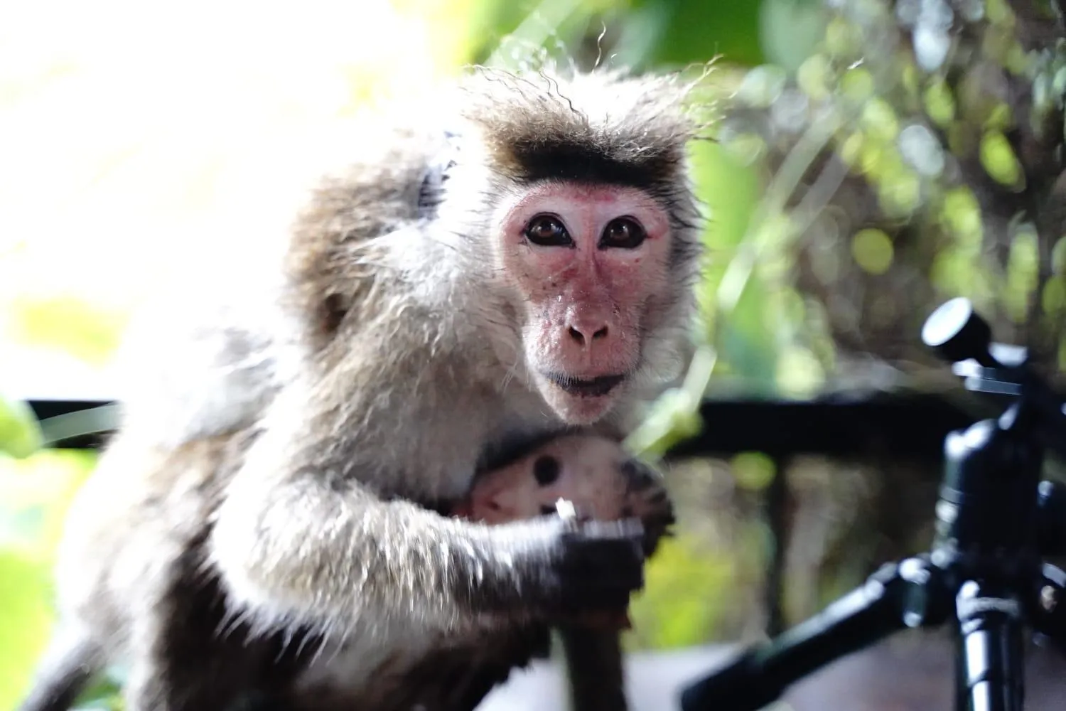 Animals in Country Homes