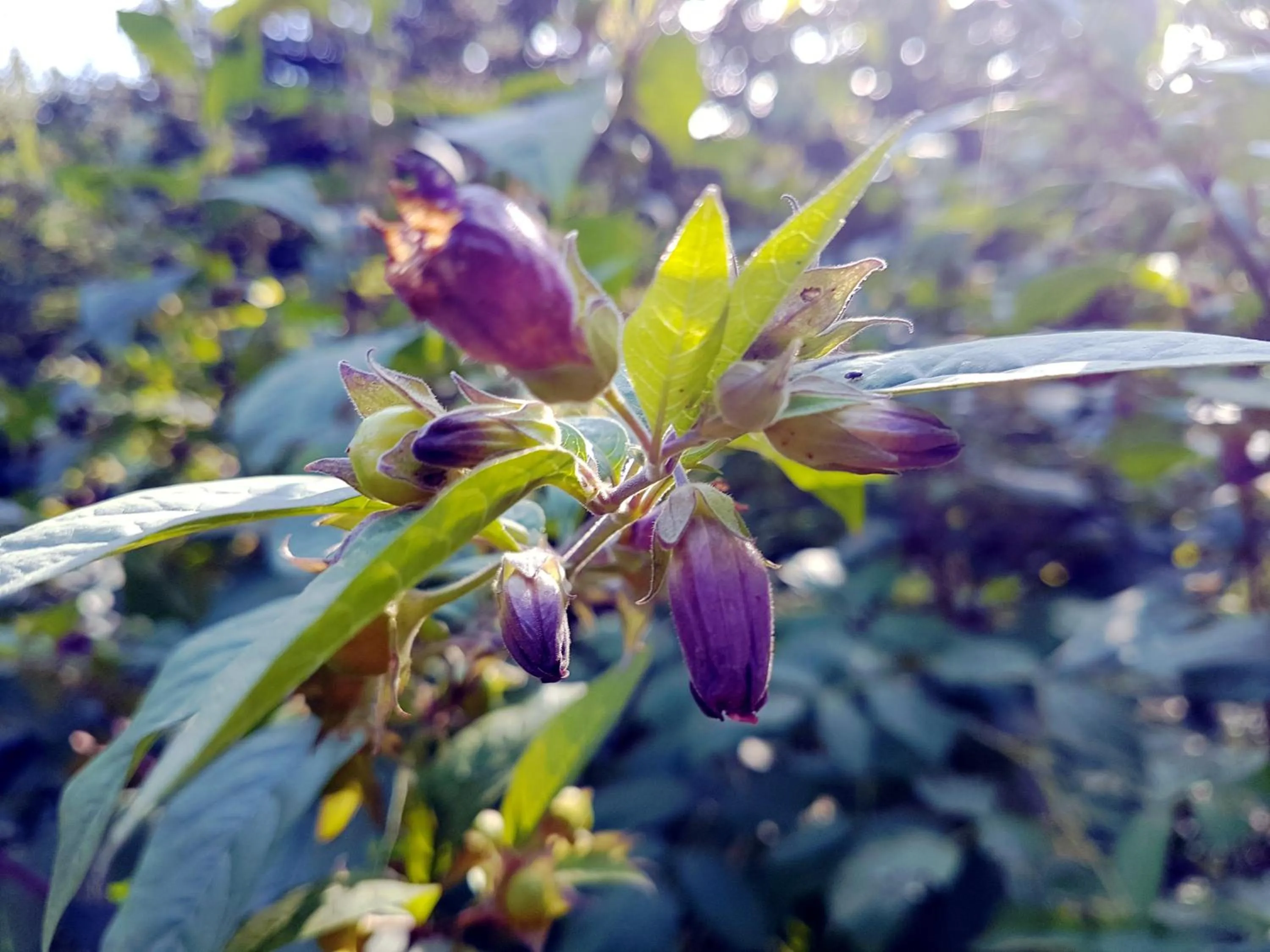 Area and facilities in Berggasthof Sonne Allgäu