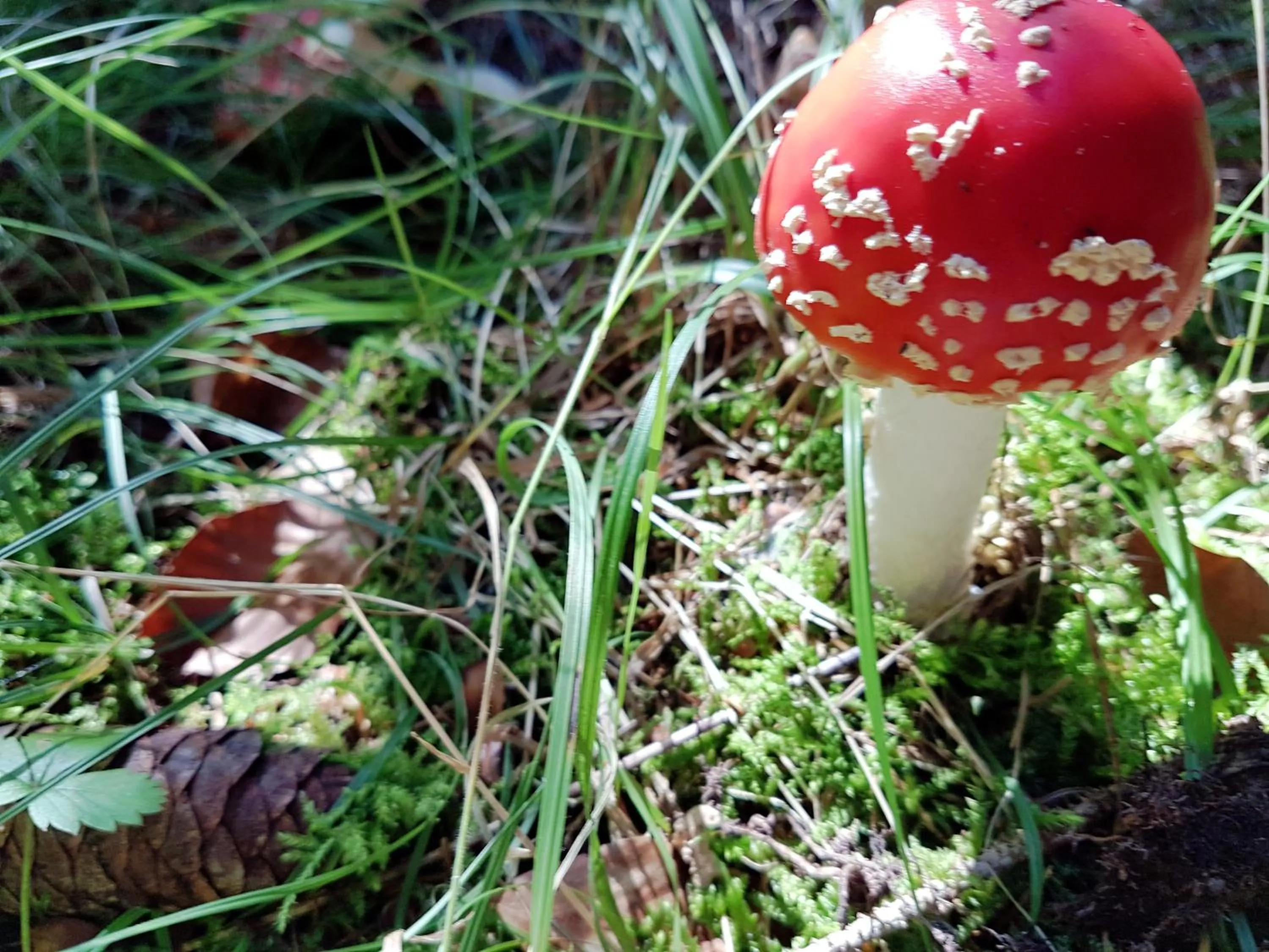 Area and facilities in Berggasthof Sonne Allgäu