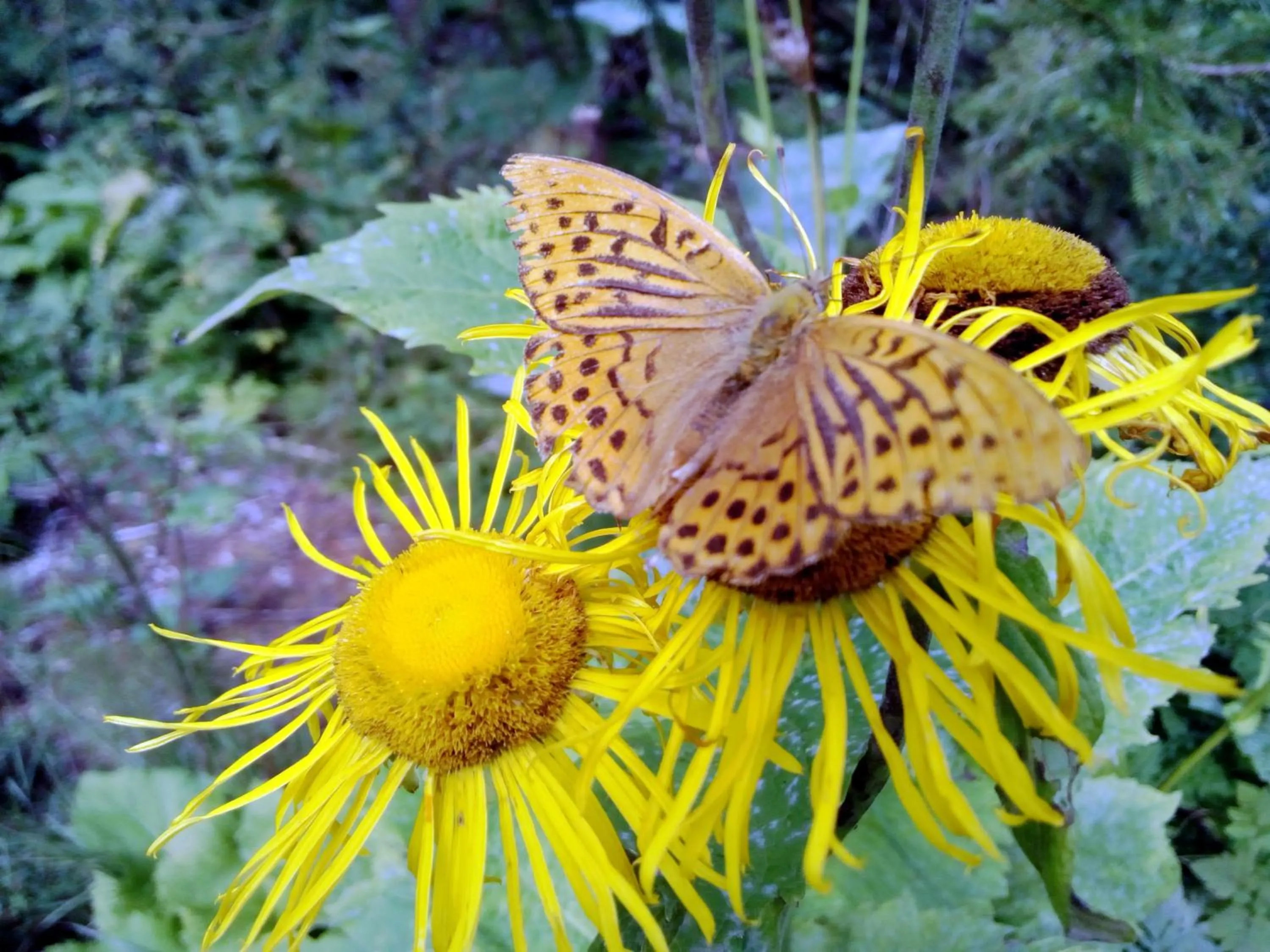 Area and facilities in Berggasthof Sonne Allgäu