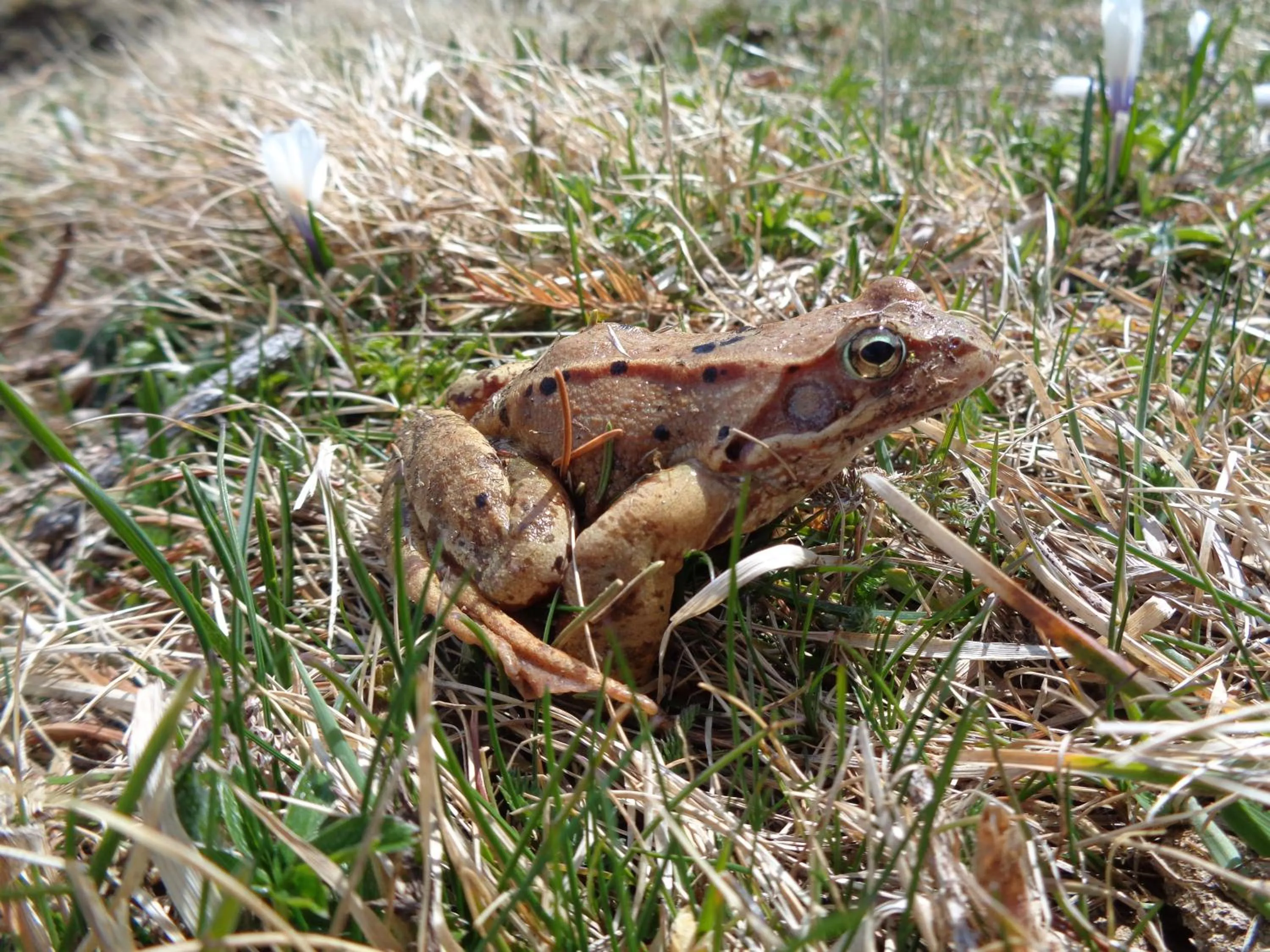 Restaurant/places to eat in Berggasthof Sonne Allgäu
