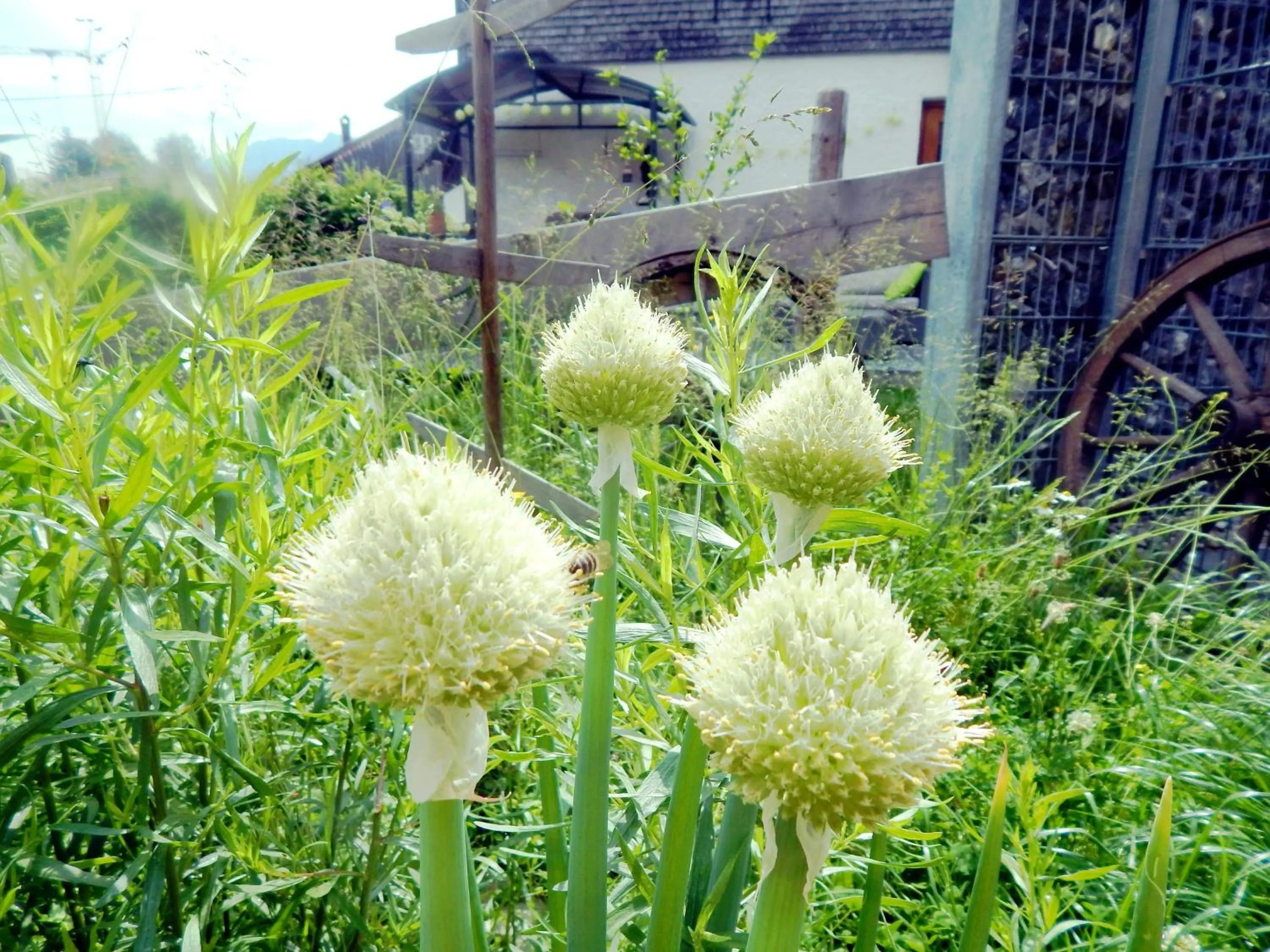 Area and facilities in Berggasthof Sonne Allgäu