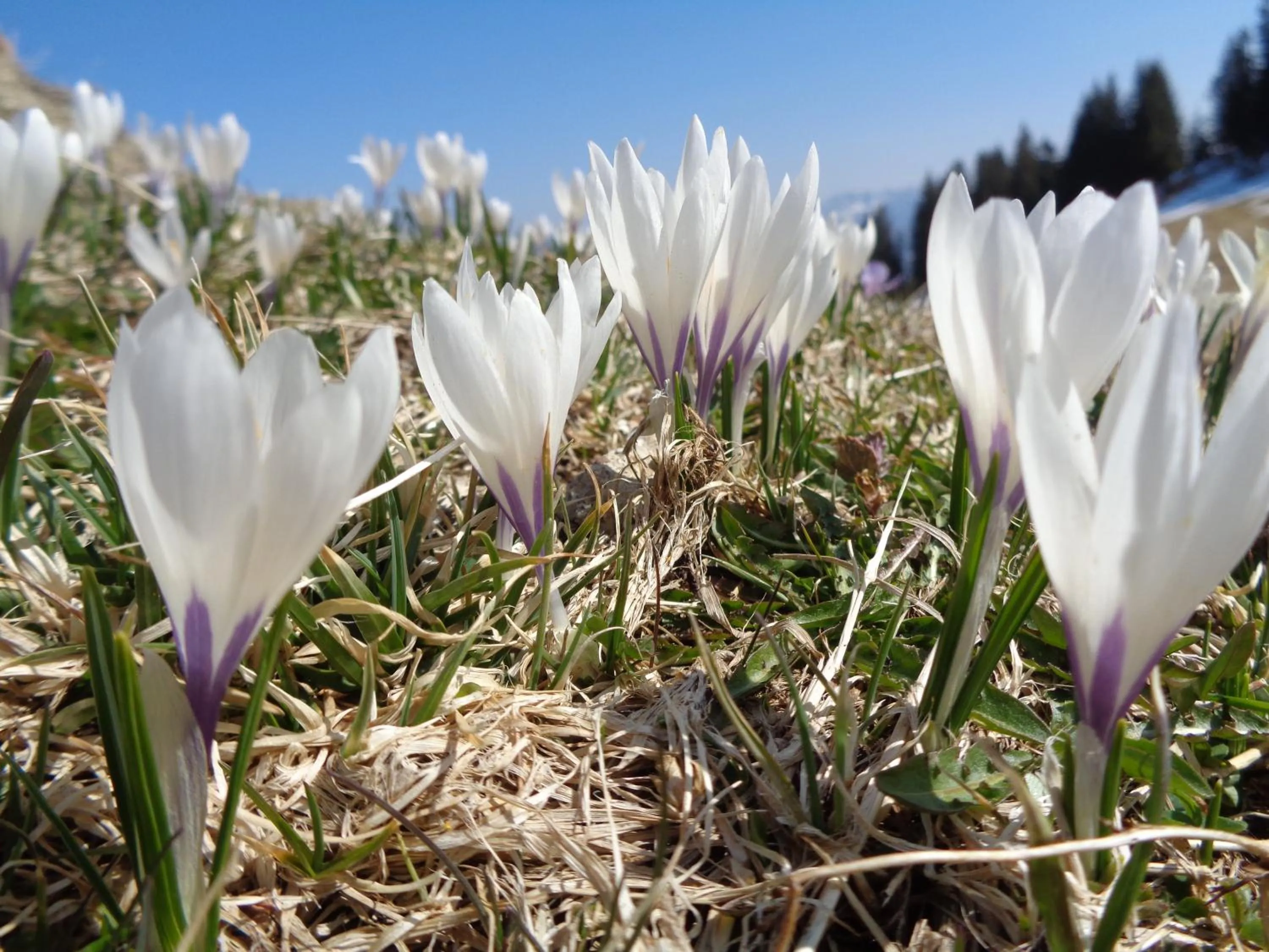 Natural landscape in Berggasthof Sonne Allgäu
