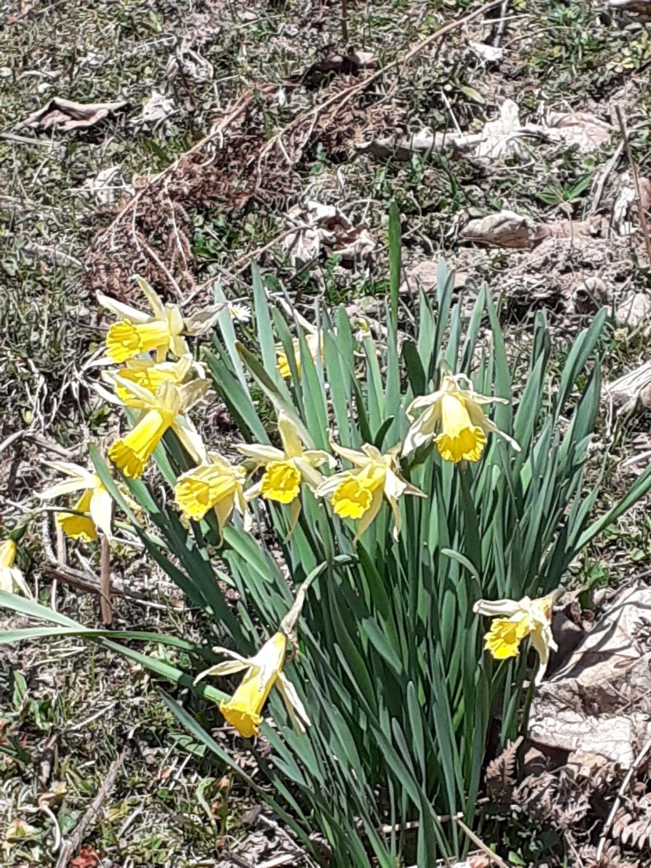 Off site in Berggasthof Sonne Allgäu