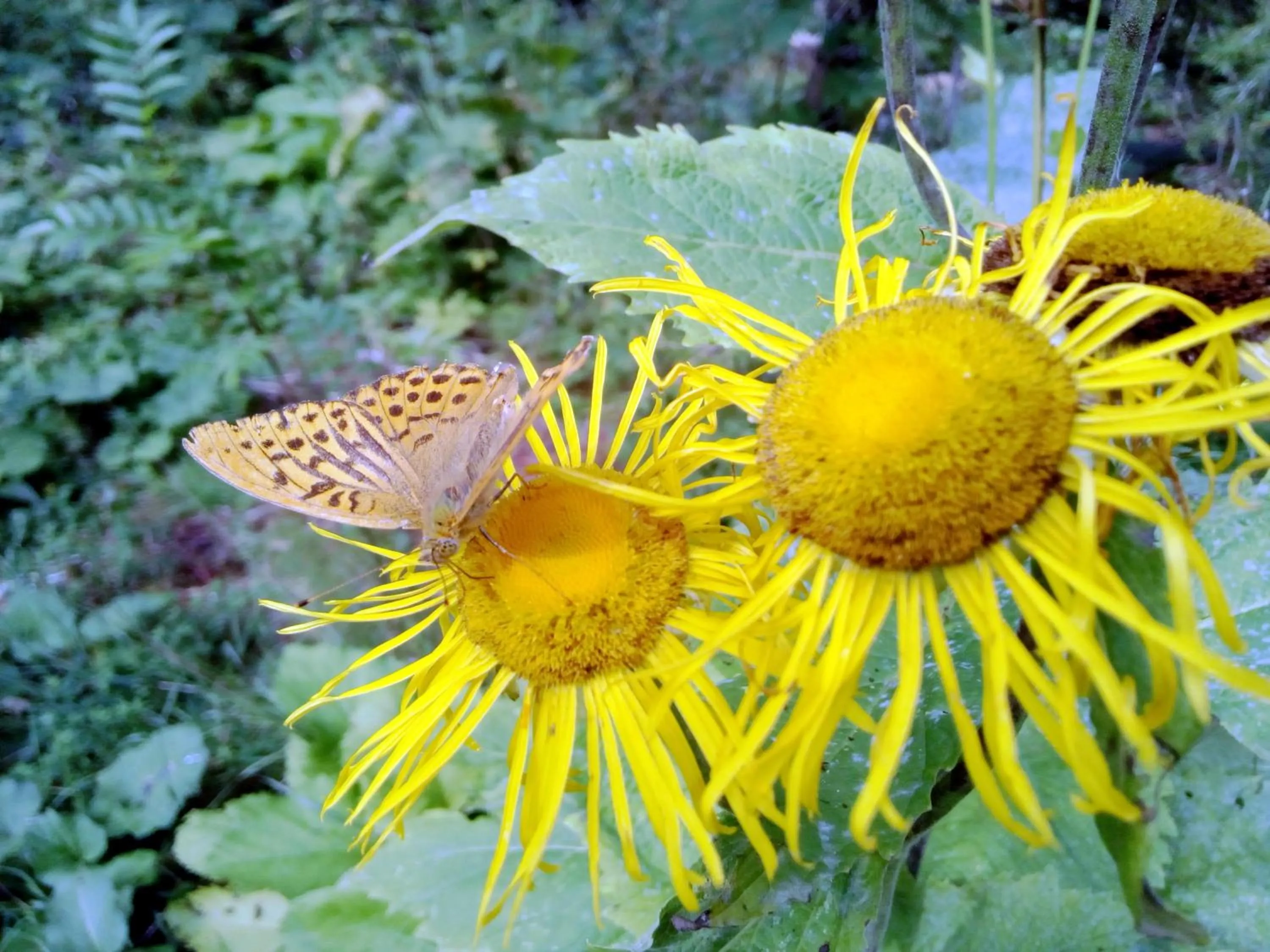 Area and facilities in Berggasthof Sonne Allgäu