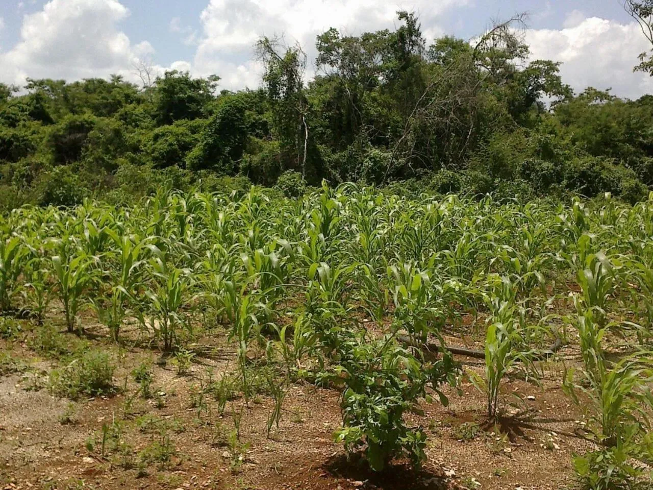 View (from property/room) in Eco-Hotel Nueva Altia