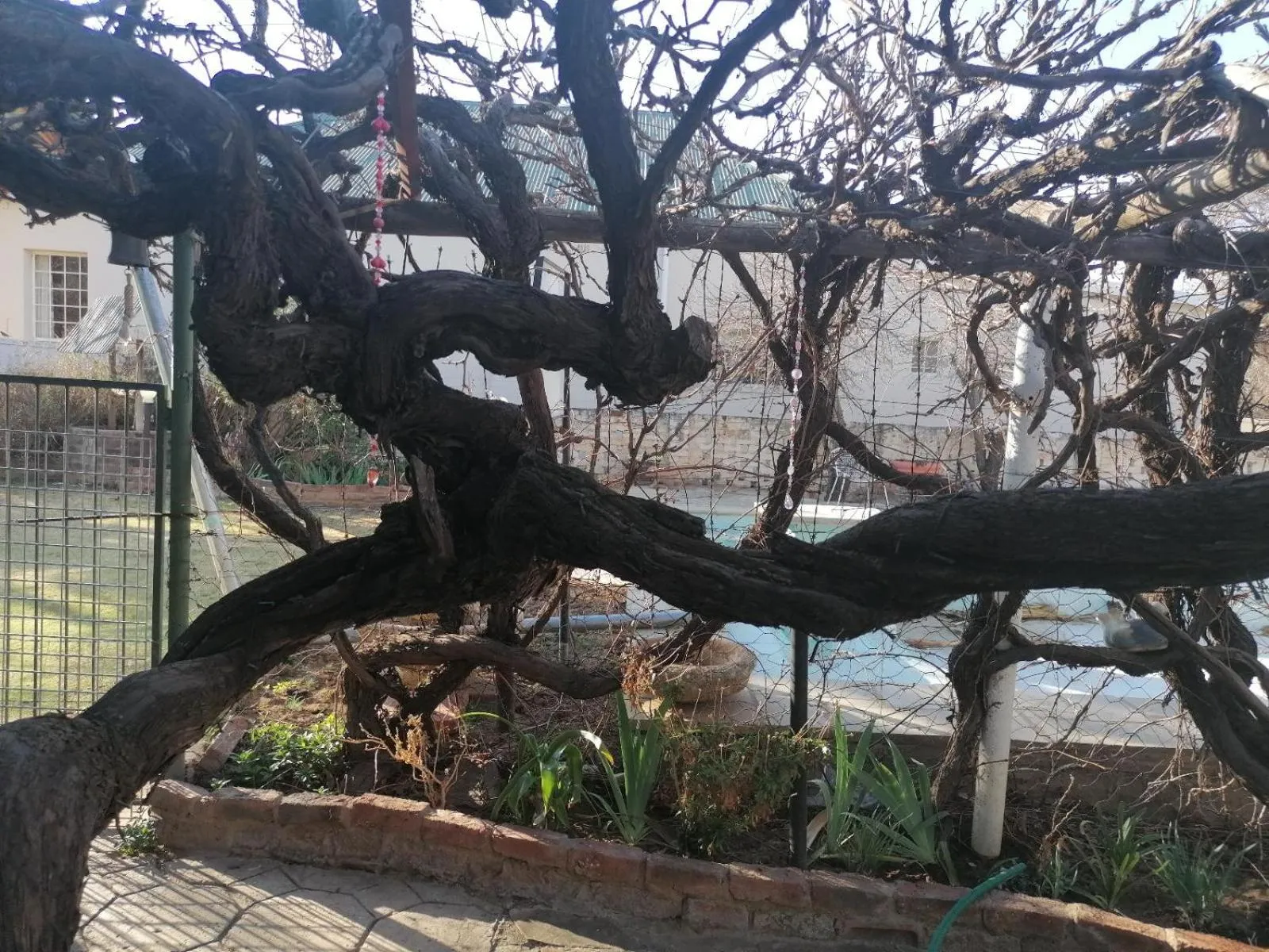 Garden in Anker Guesthouse