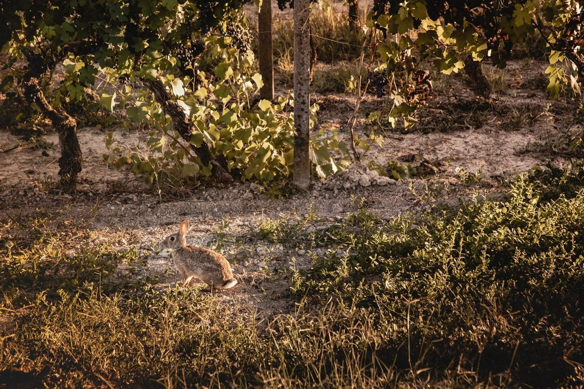 Villa Vinory Bricco di Nizza