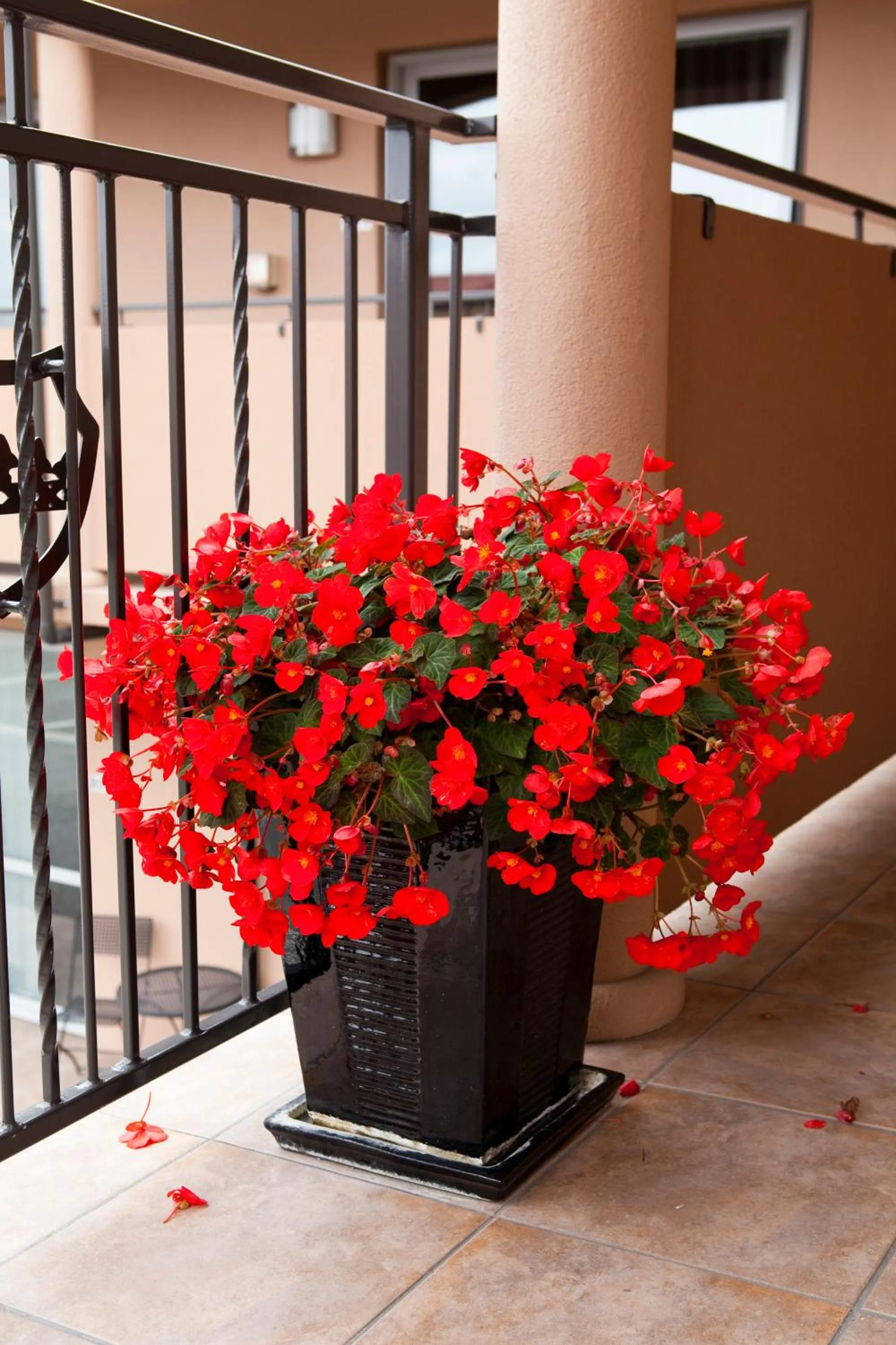 Garden in Kings Of Riccarton Motel- Close to Railway Station and Airport with Shuttle service