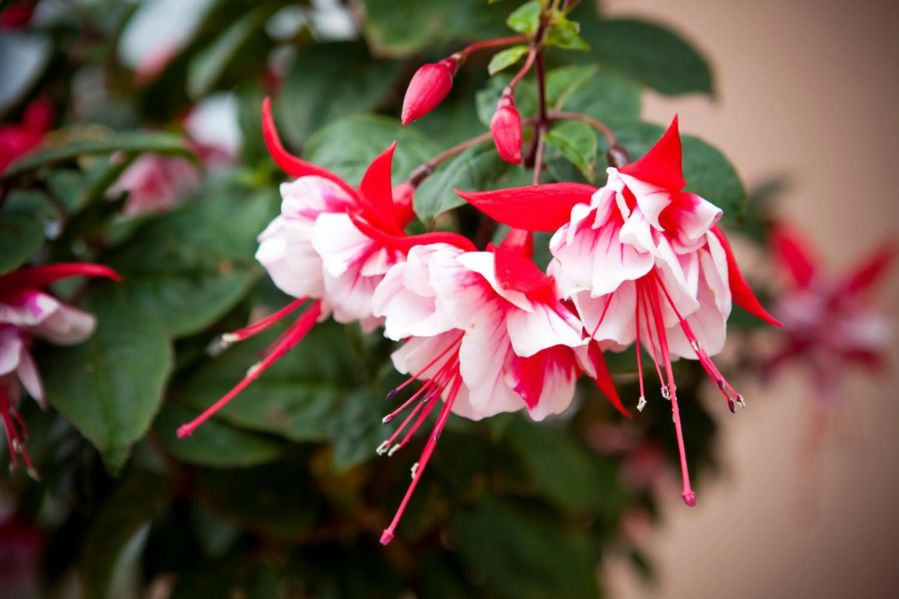 Garden in Kings Of Riccarton Motel- Close to Railway Station and Airport with Shuttle service