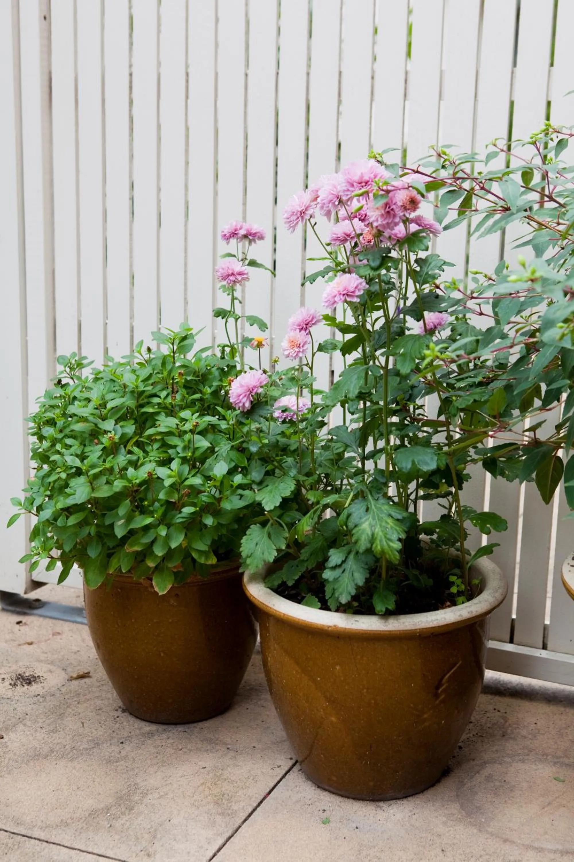 Patio in Kings Of Riccarton Motel- Close to Railway Station and Airport with Shuttle service