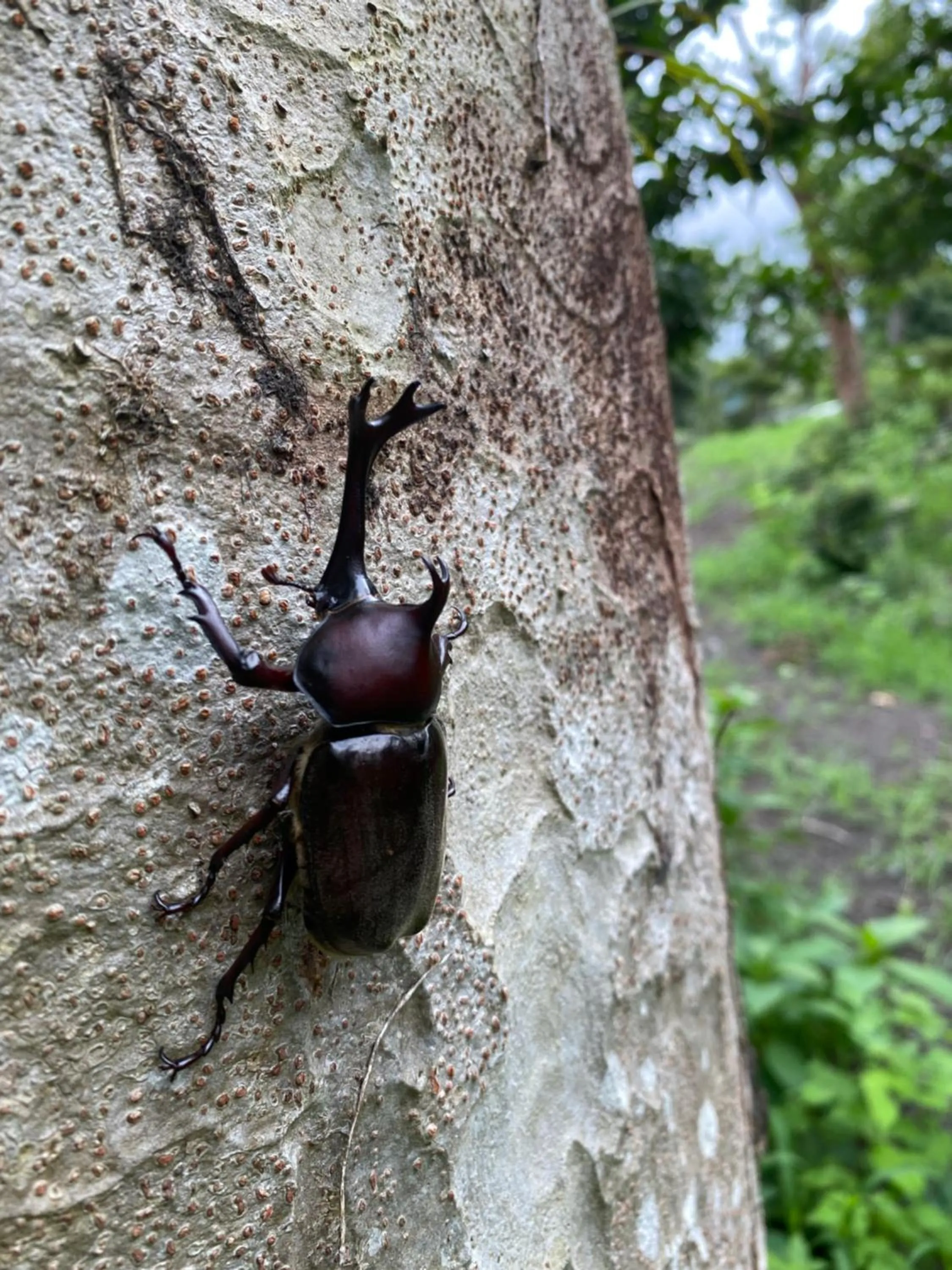 Animals in ISOLA Izukogen