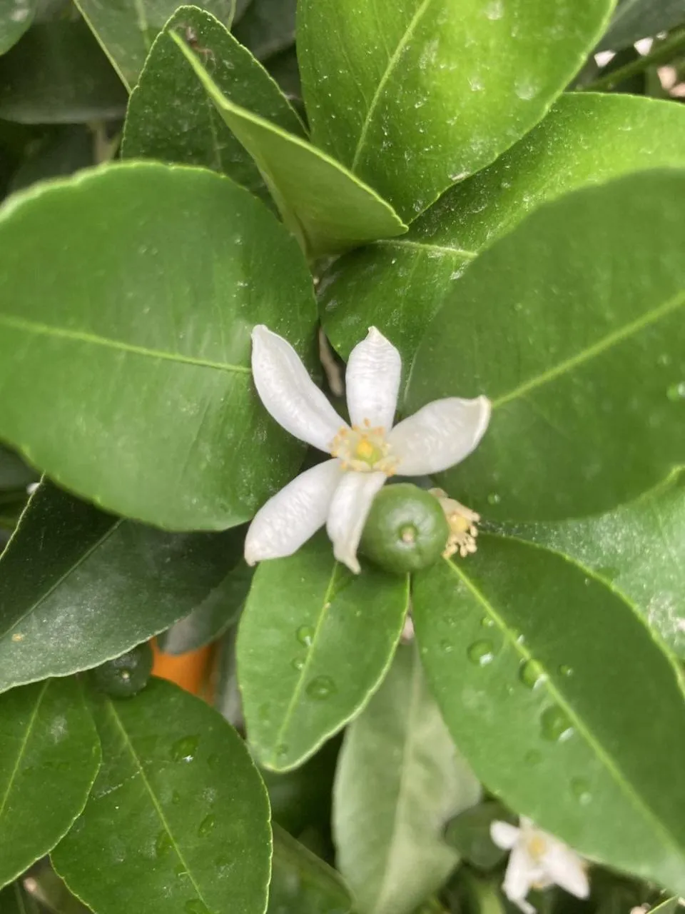 Garden in La Maison du Cocher - Chambre indépendante climatisée en Hypercentre - Lit Queen Size