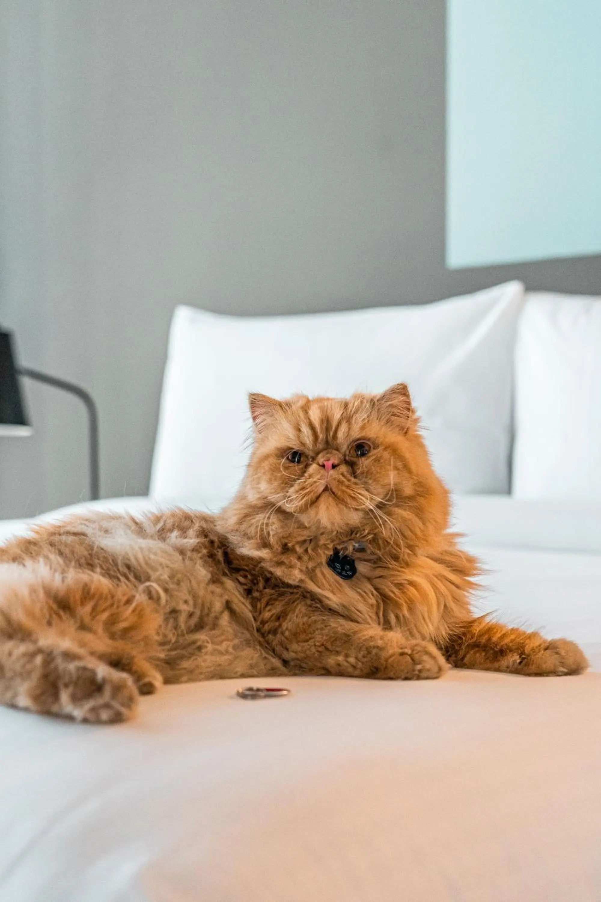 Bed in Aloft Guadalajara Sur