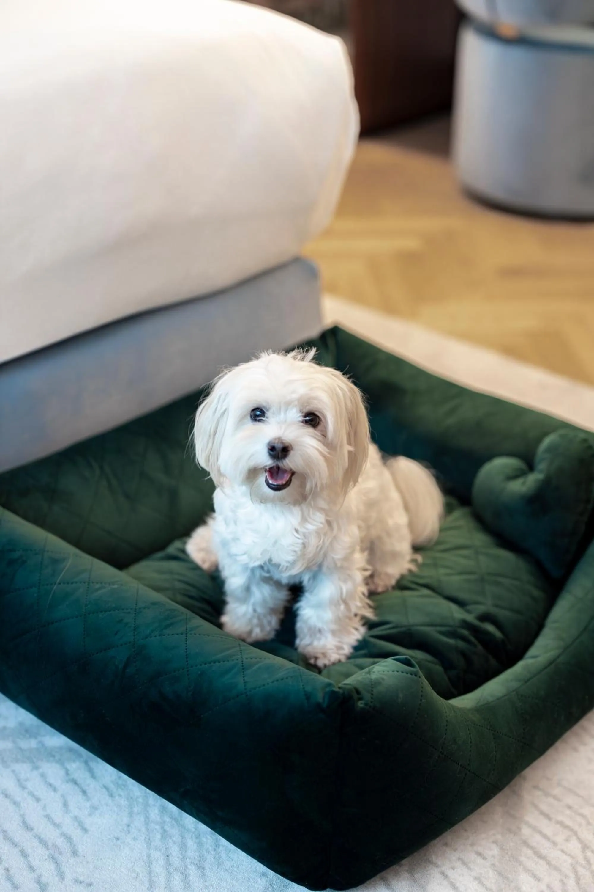 Animals in Hotel Verte, Warsaw, Autograph Collection