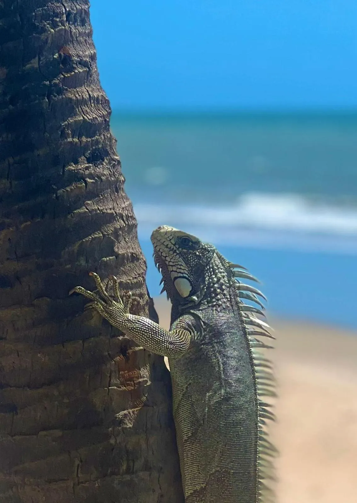 Natural landscape in Villa Mango