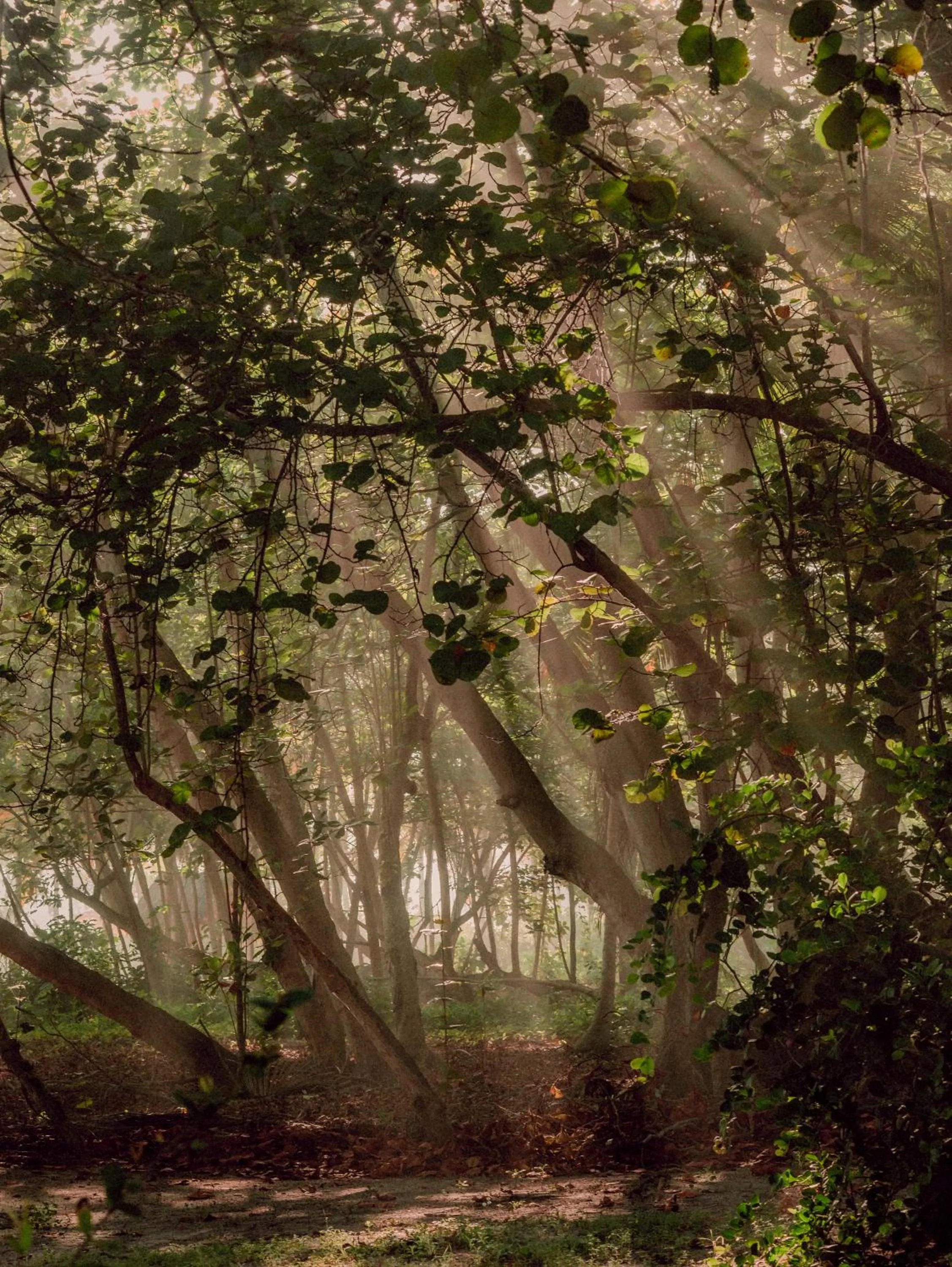 Natural landscape in Santuario Playa Bonita