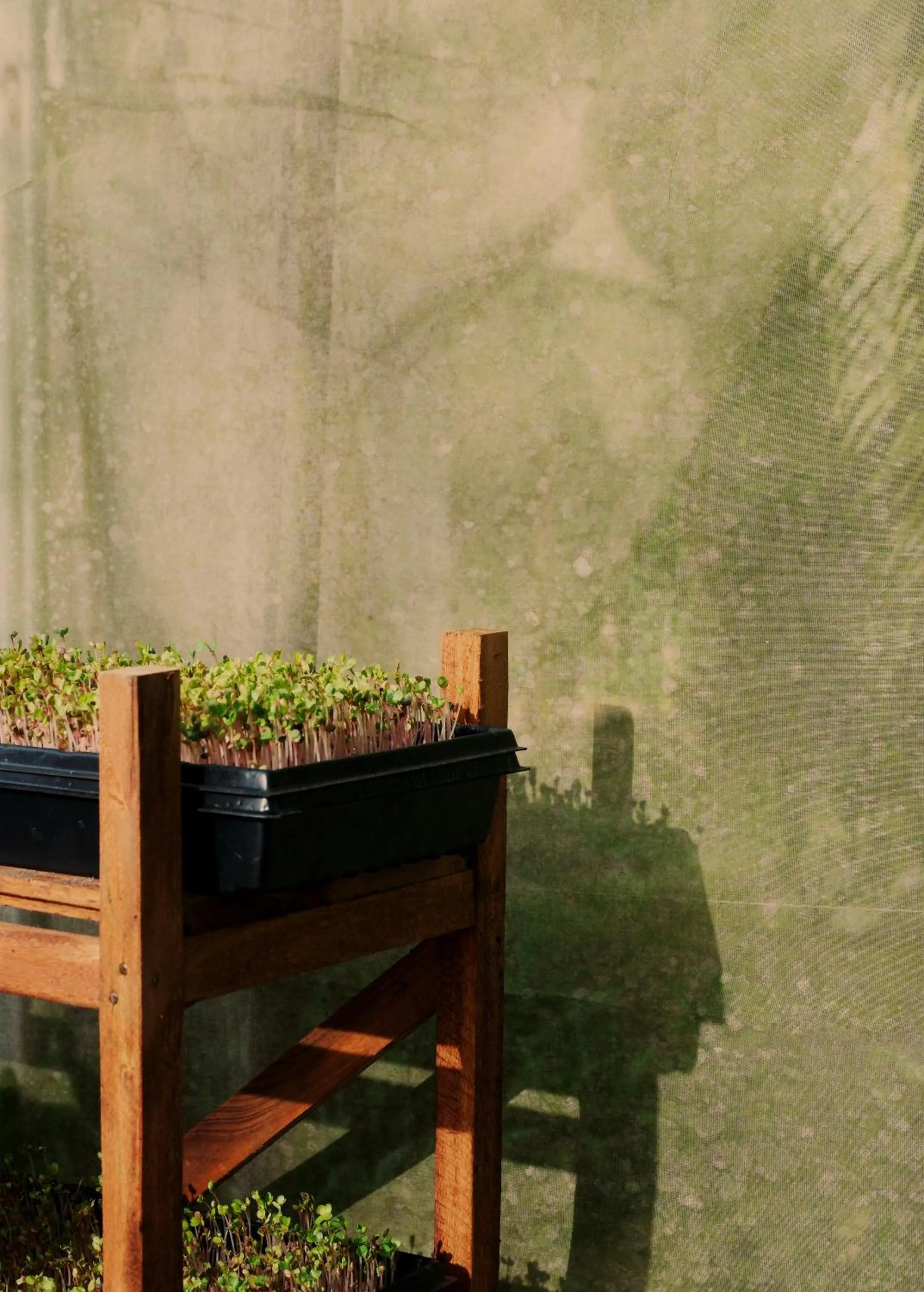 Garden in Santuario Playa Bonita