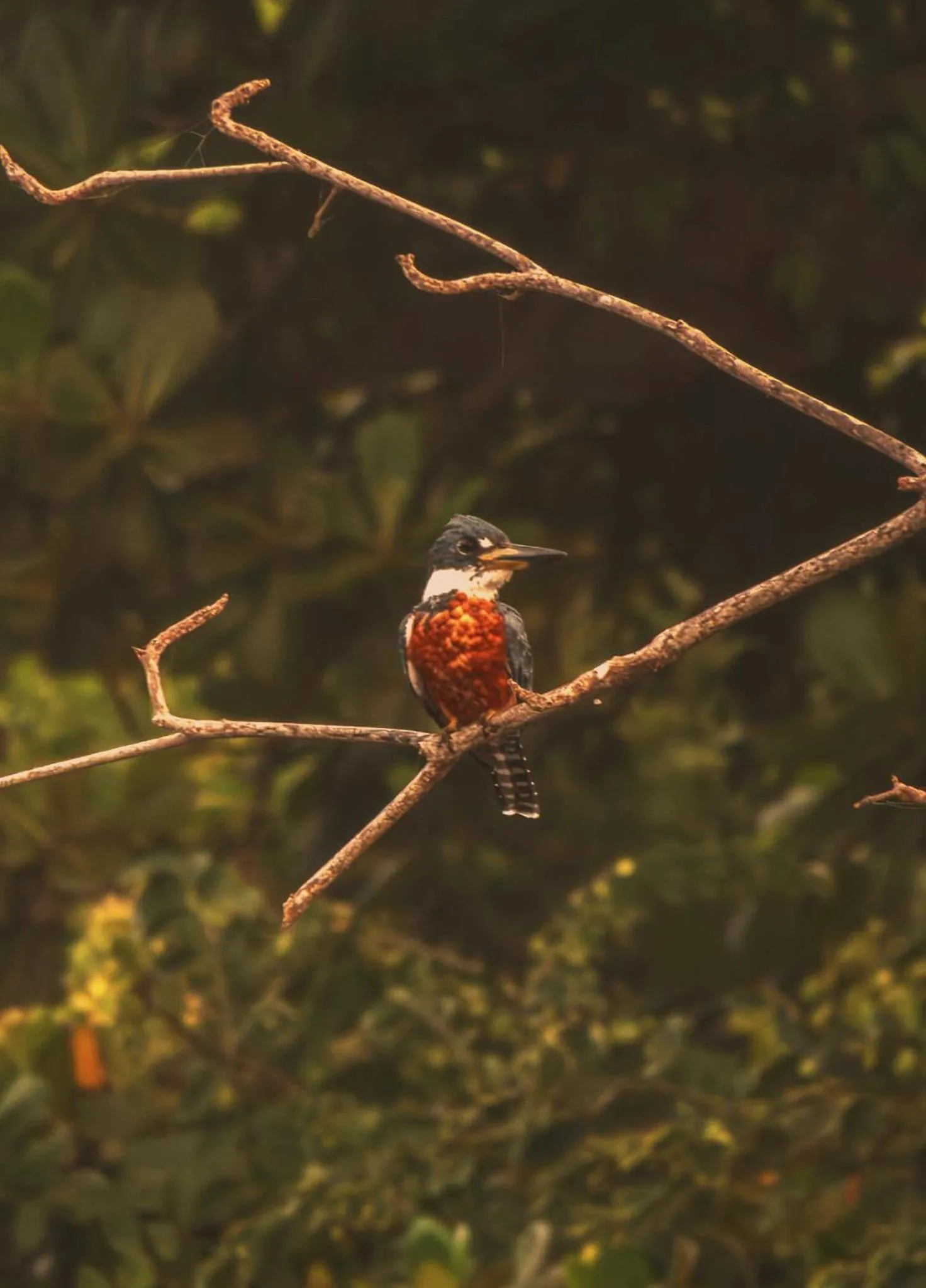 Animals in Santuario Playa Bonita