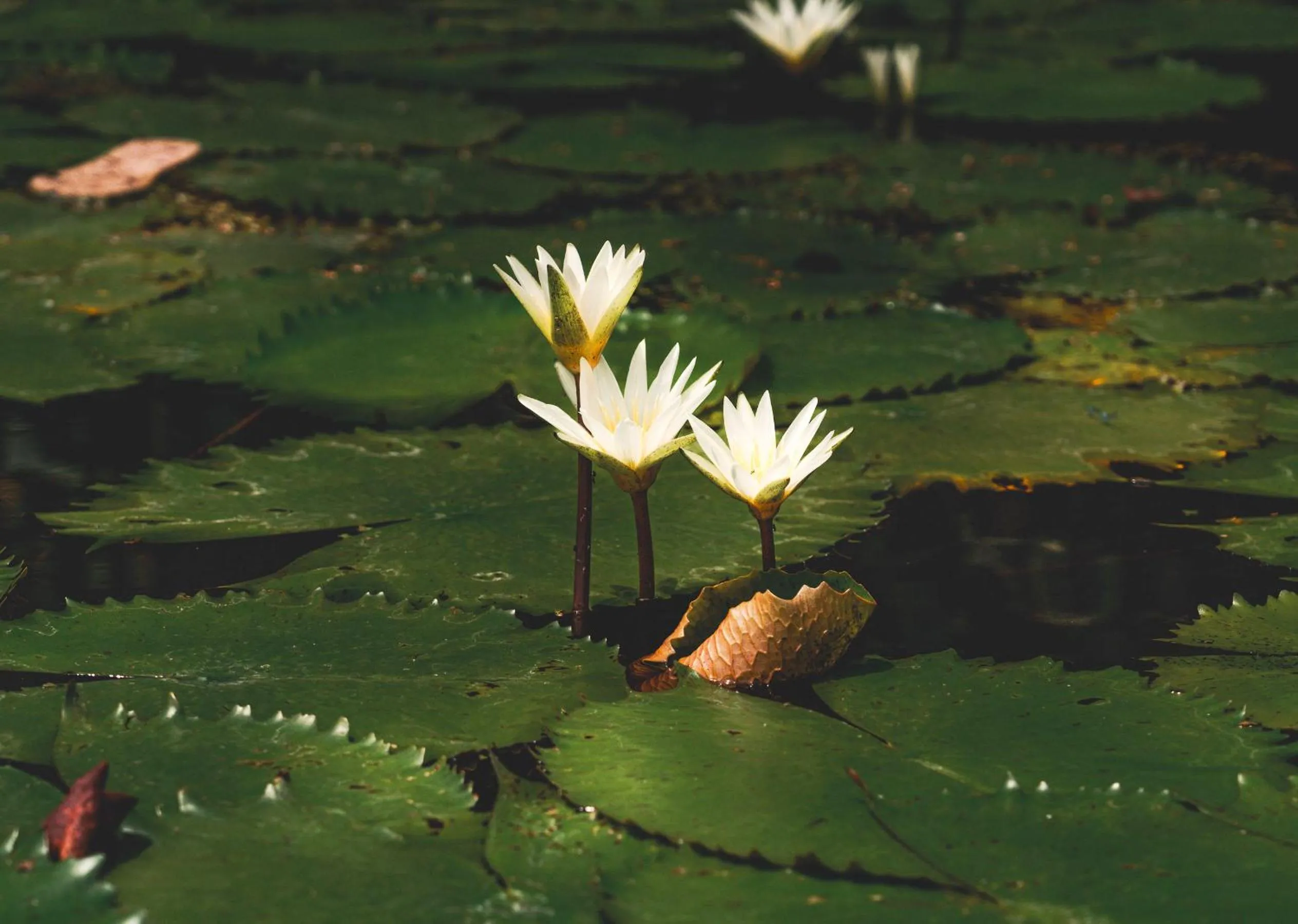 Garden in Santuario Playa Bonita