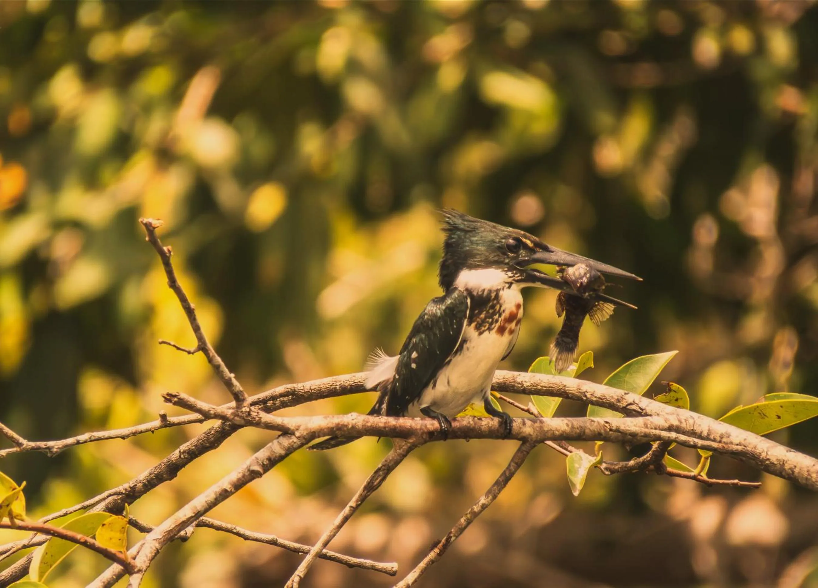 Animals in Santuario Playa Bonita