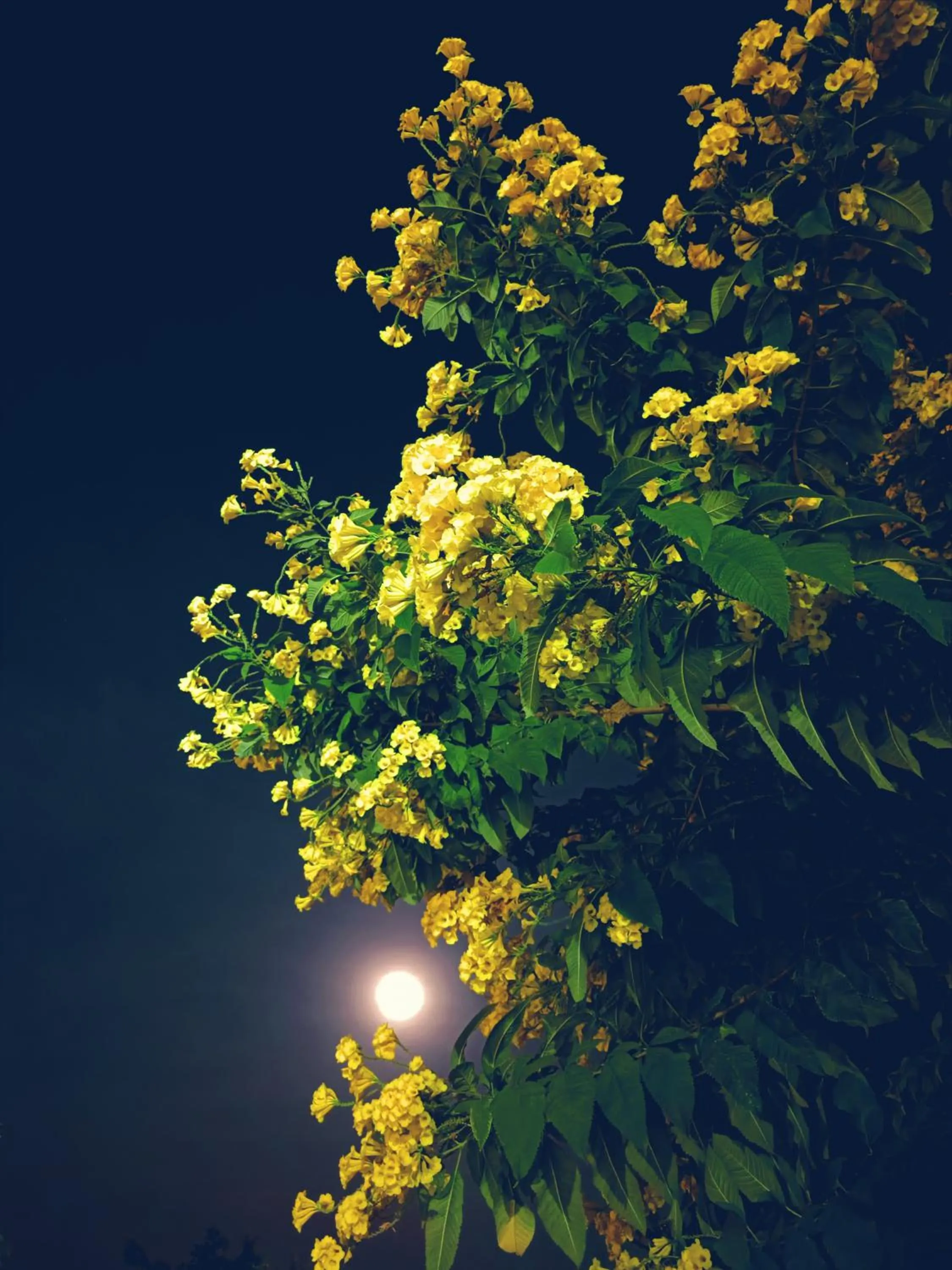 Garden in Green Club Farm