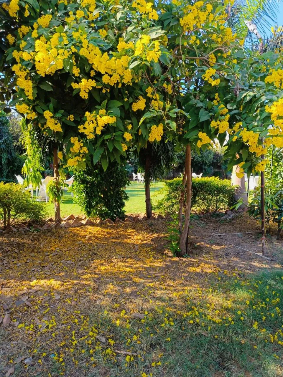 Day in Green Club Farm