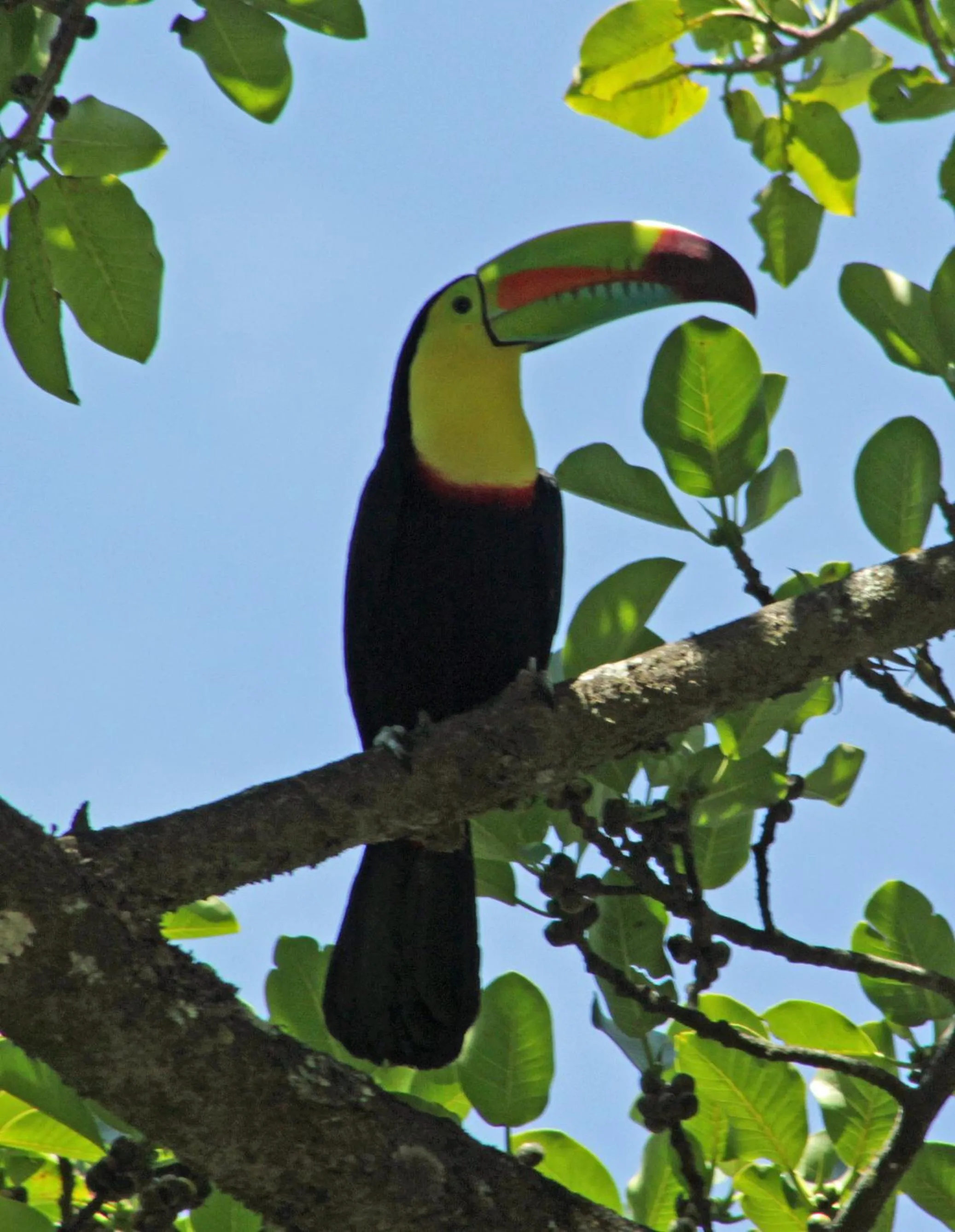 Animals in Cabañas La Pradera