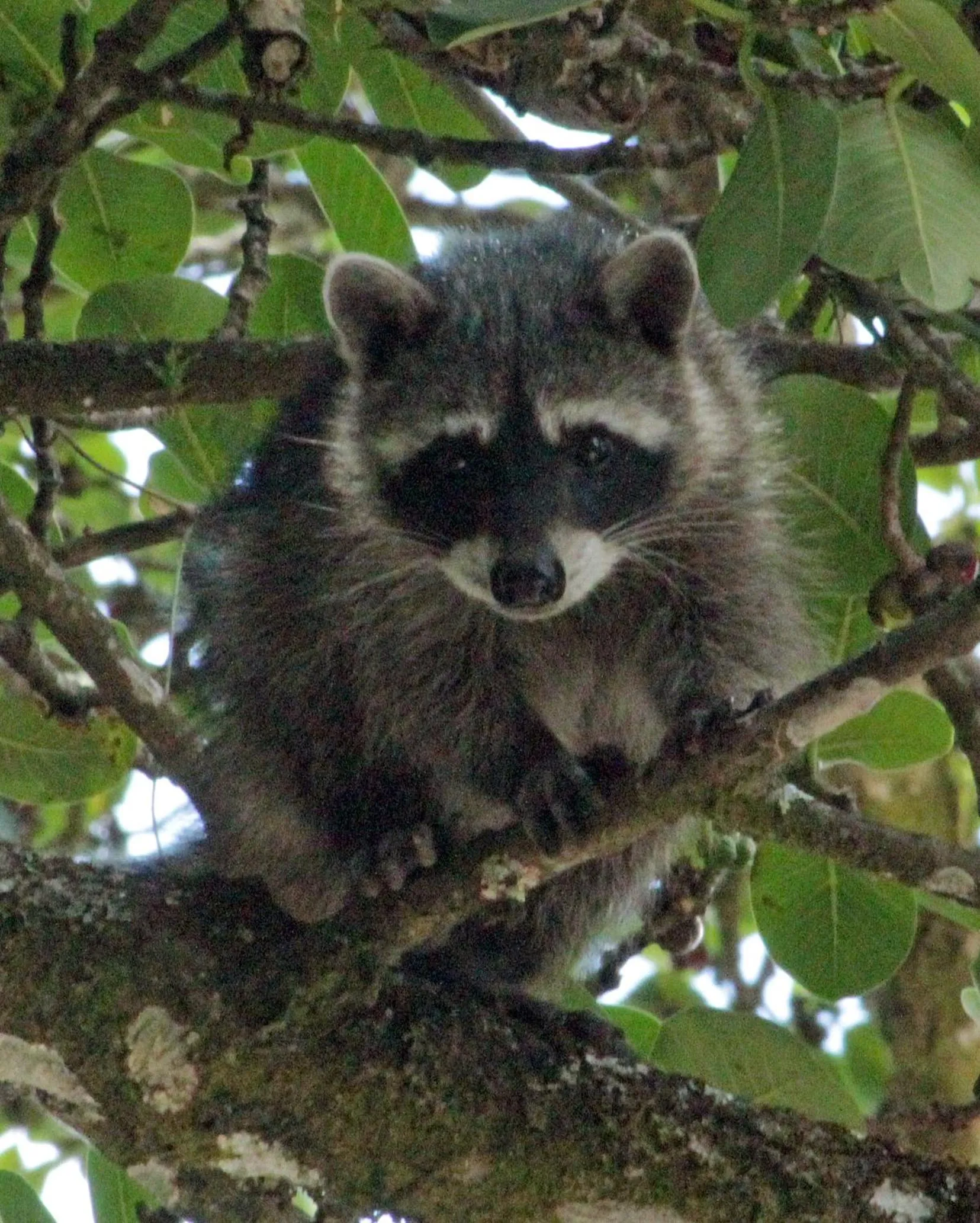 Pets in Cabañas La Pradera