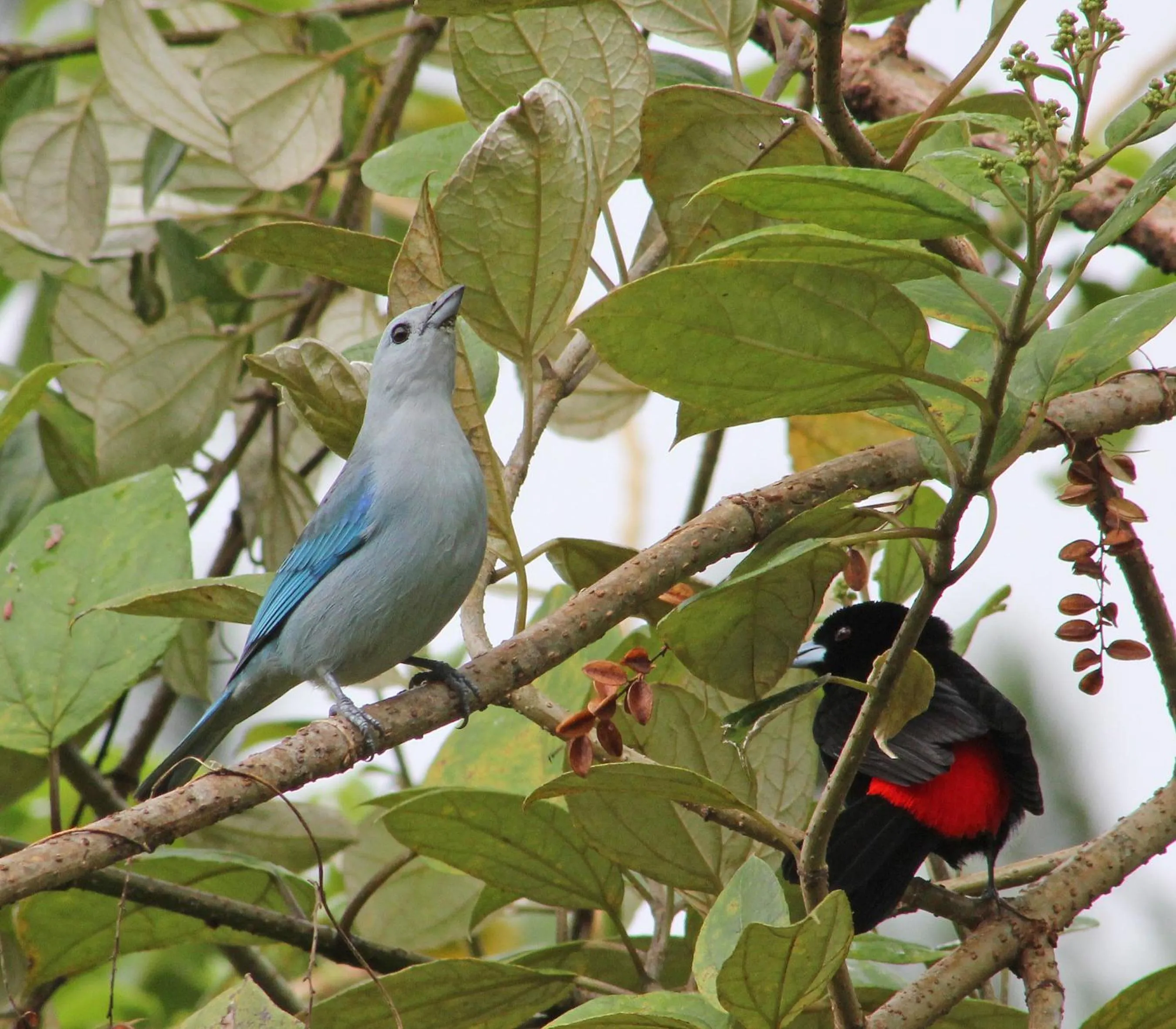 Animals in Cabañas La Pradera