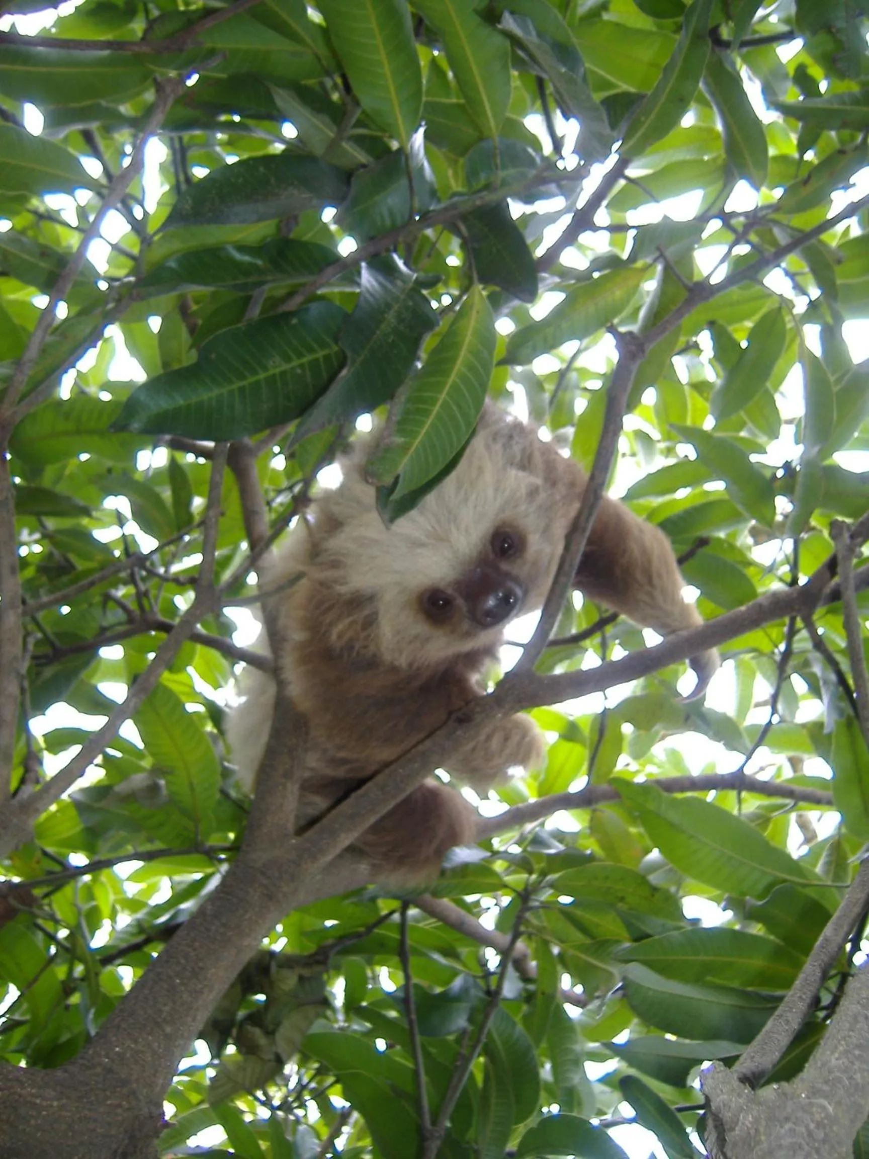 Animals in Cabañas La Pradera