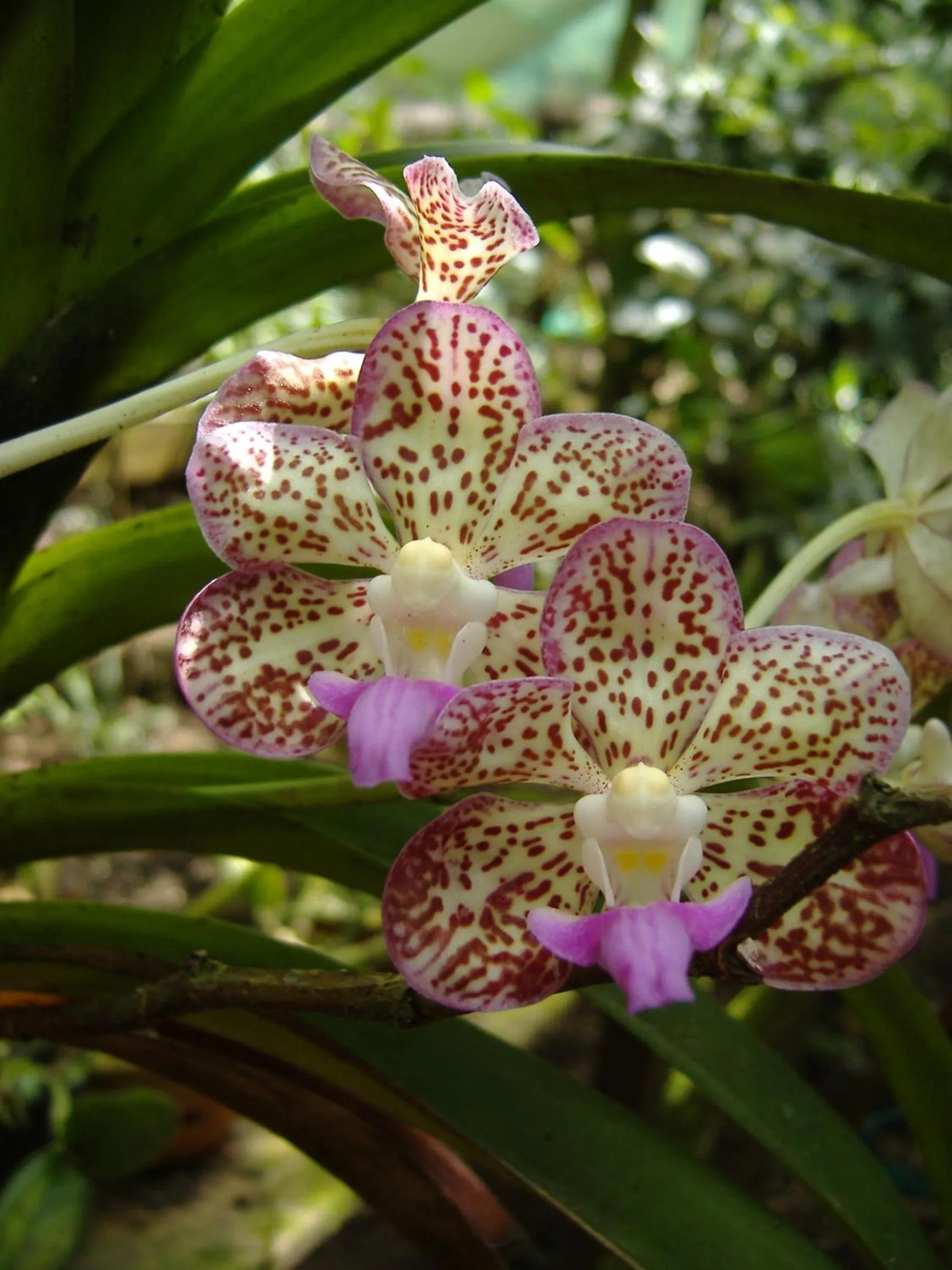 Garden view in Cabañas La Pradera