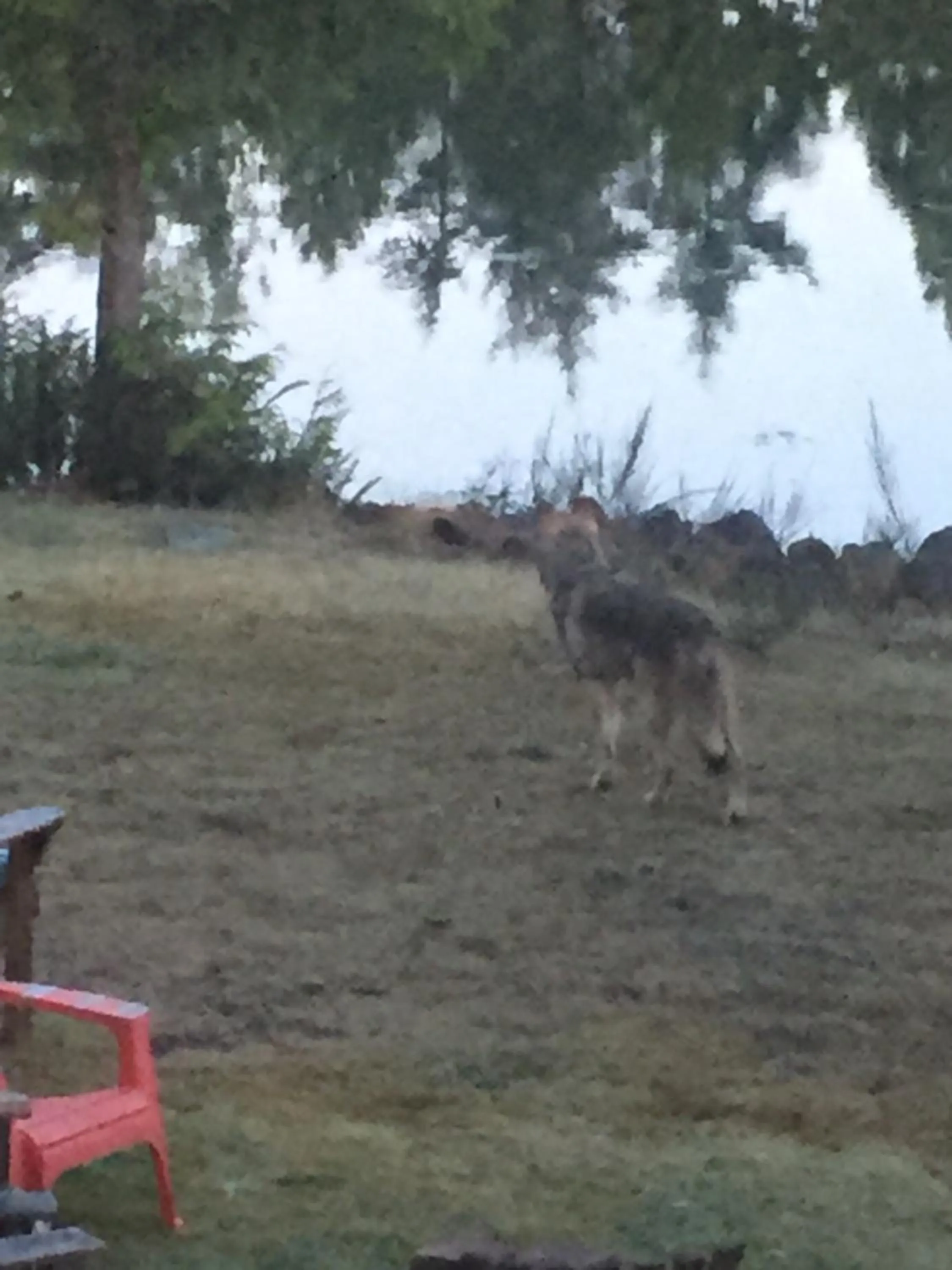 Animals in Liahona Guest House