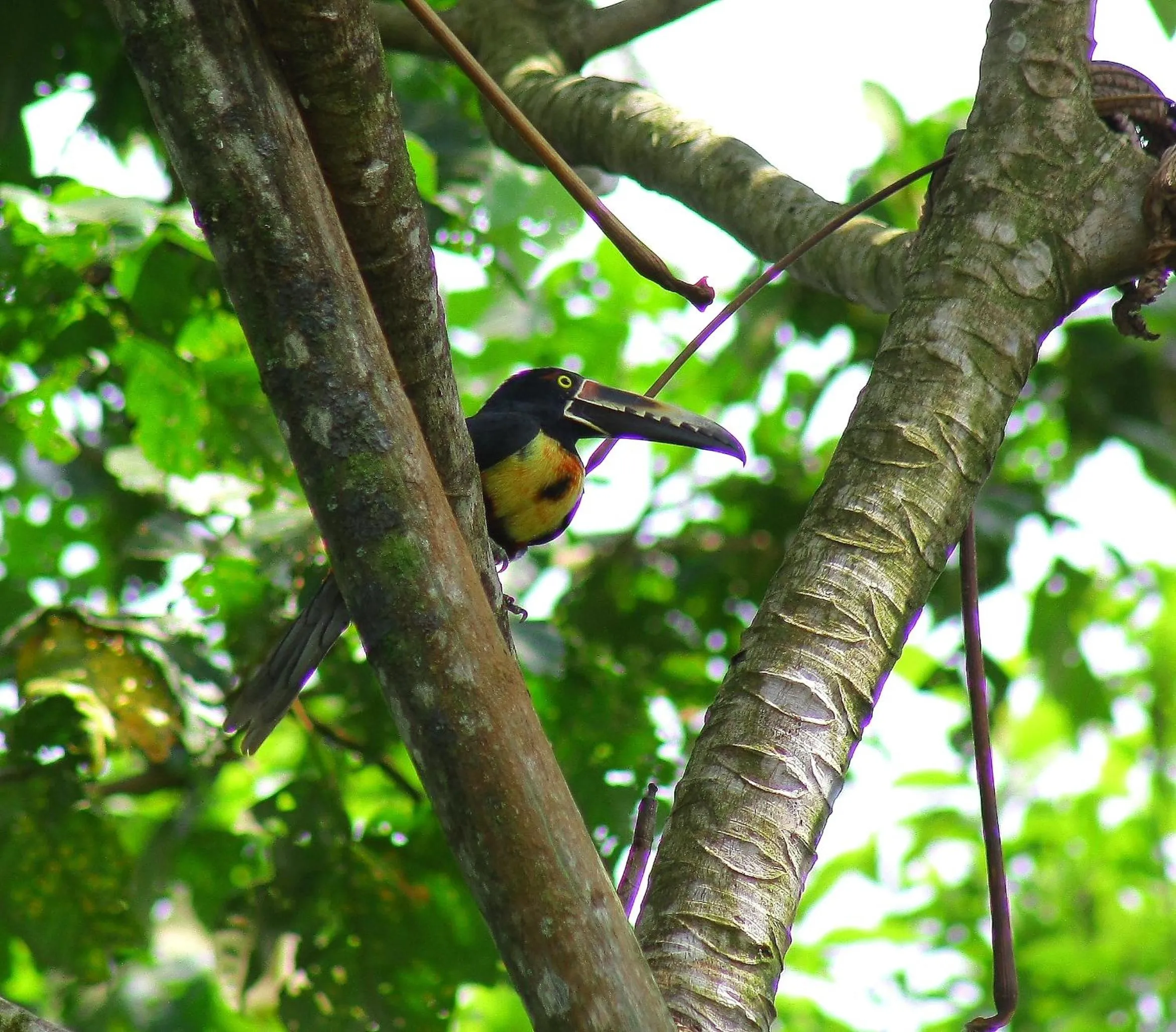 Garden in Catarata Eco Lodge