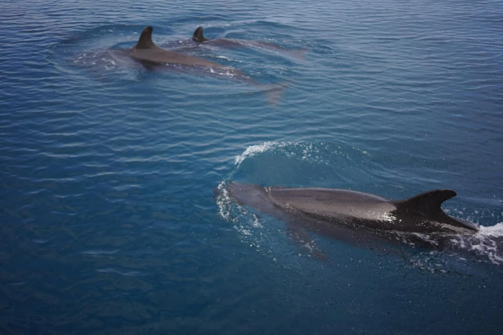 Diving in Koh Kood Garden View