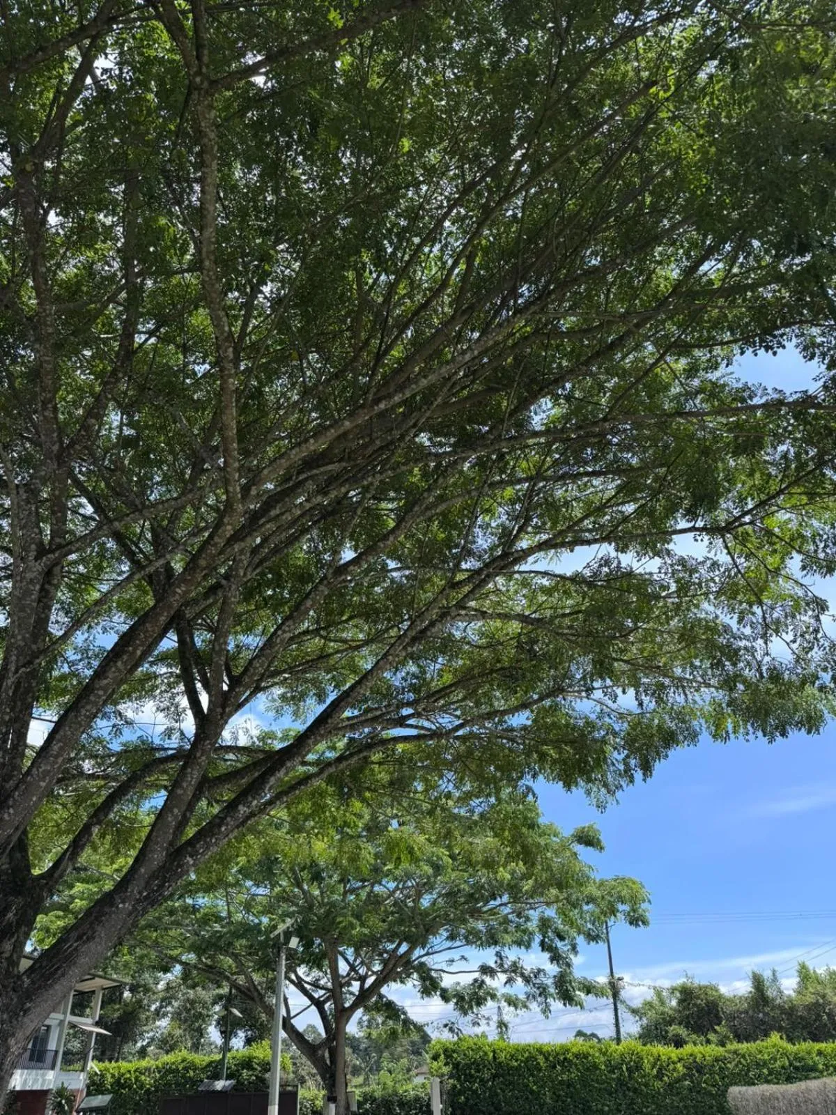 Patio in Hotel Palo Grande CF Pereira