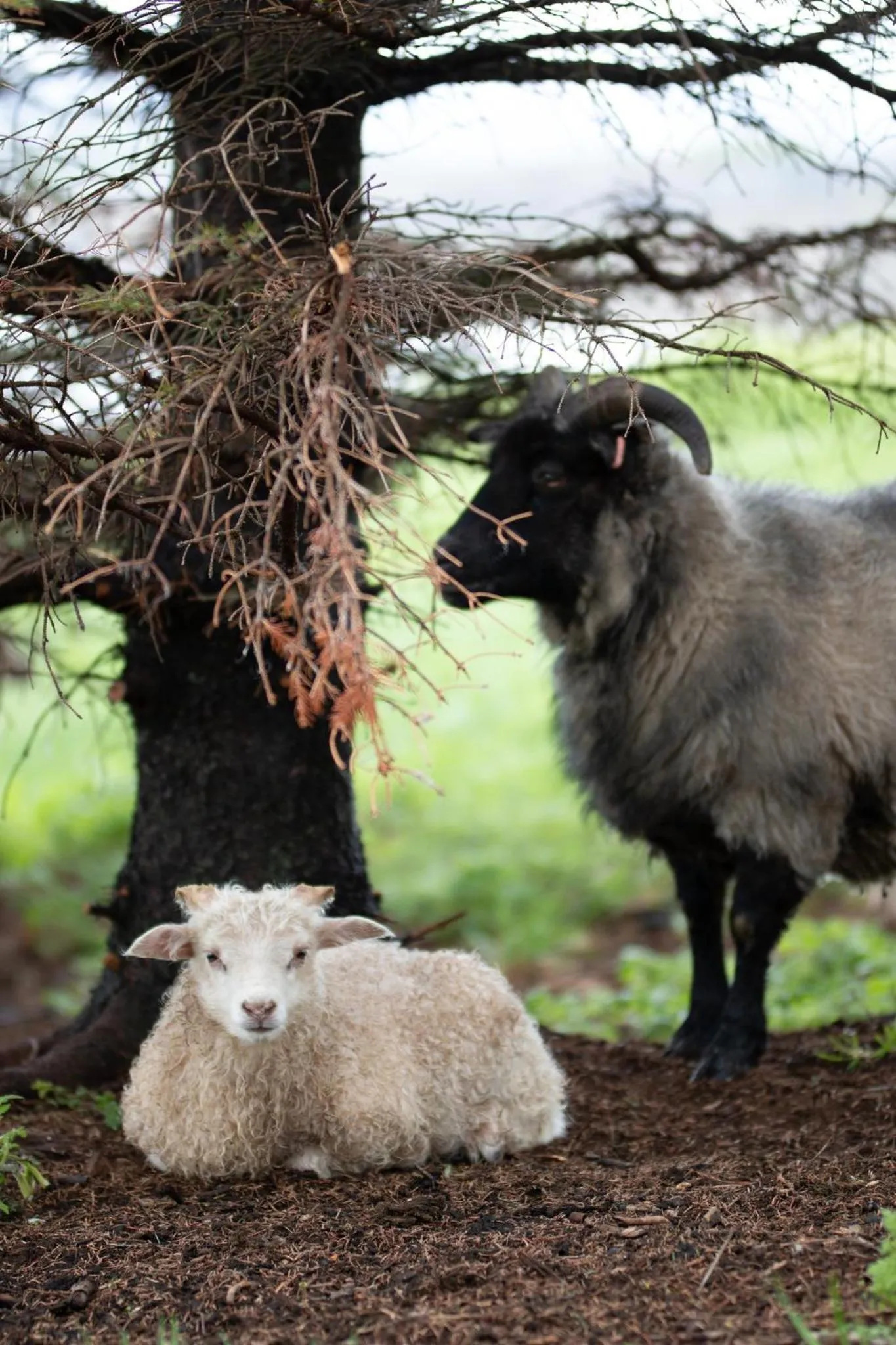 Natural landscape in Gistihúsið - Lake Hotel Egilsstadir