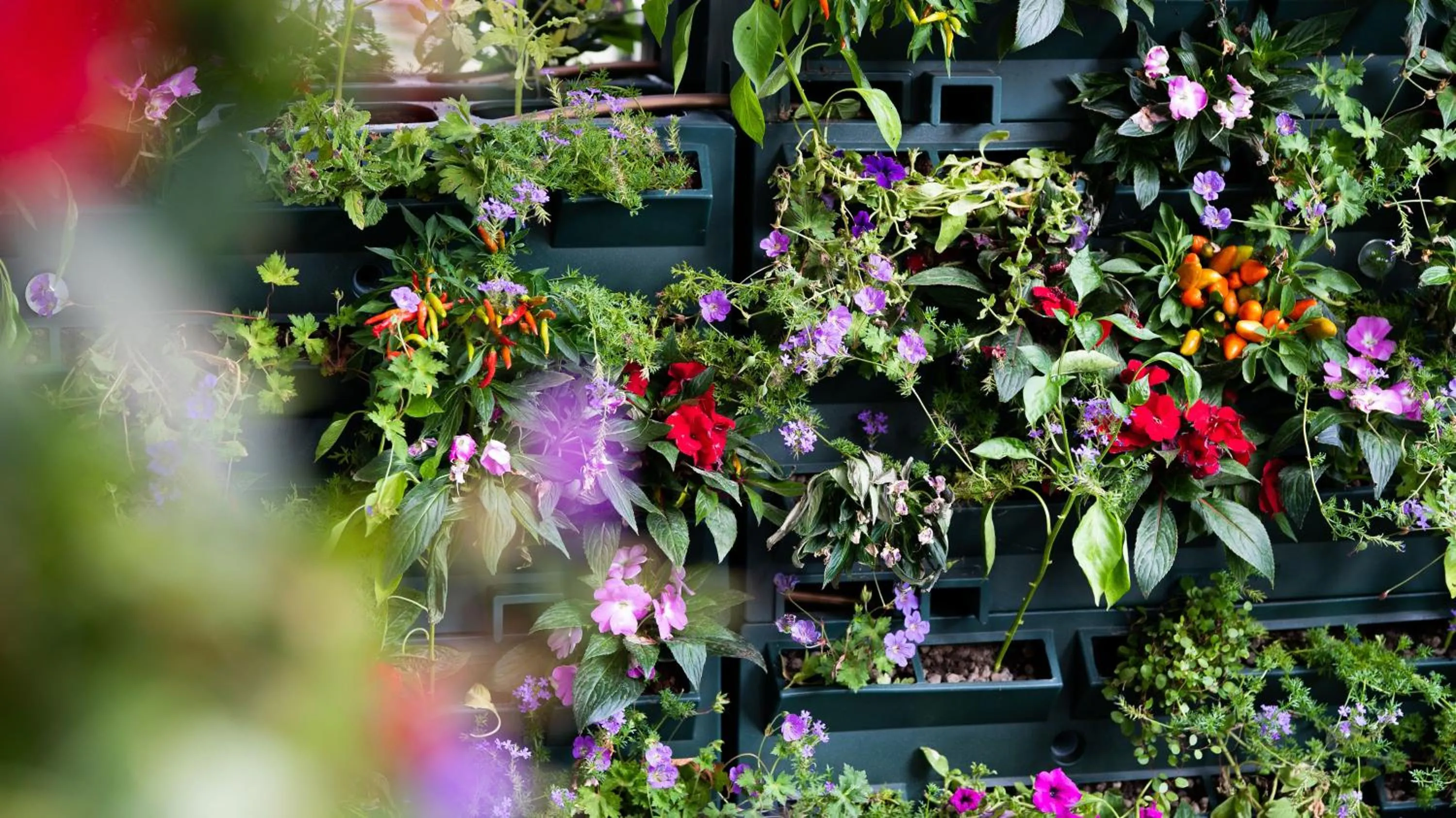 Garden in Hilton Milan