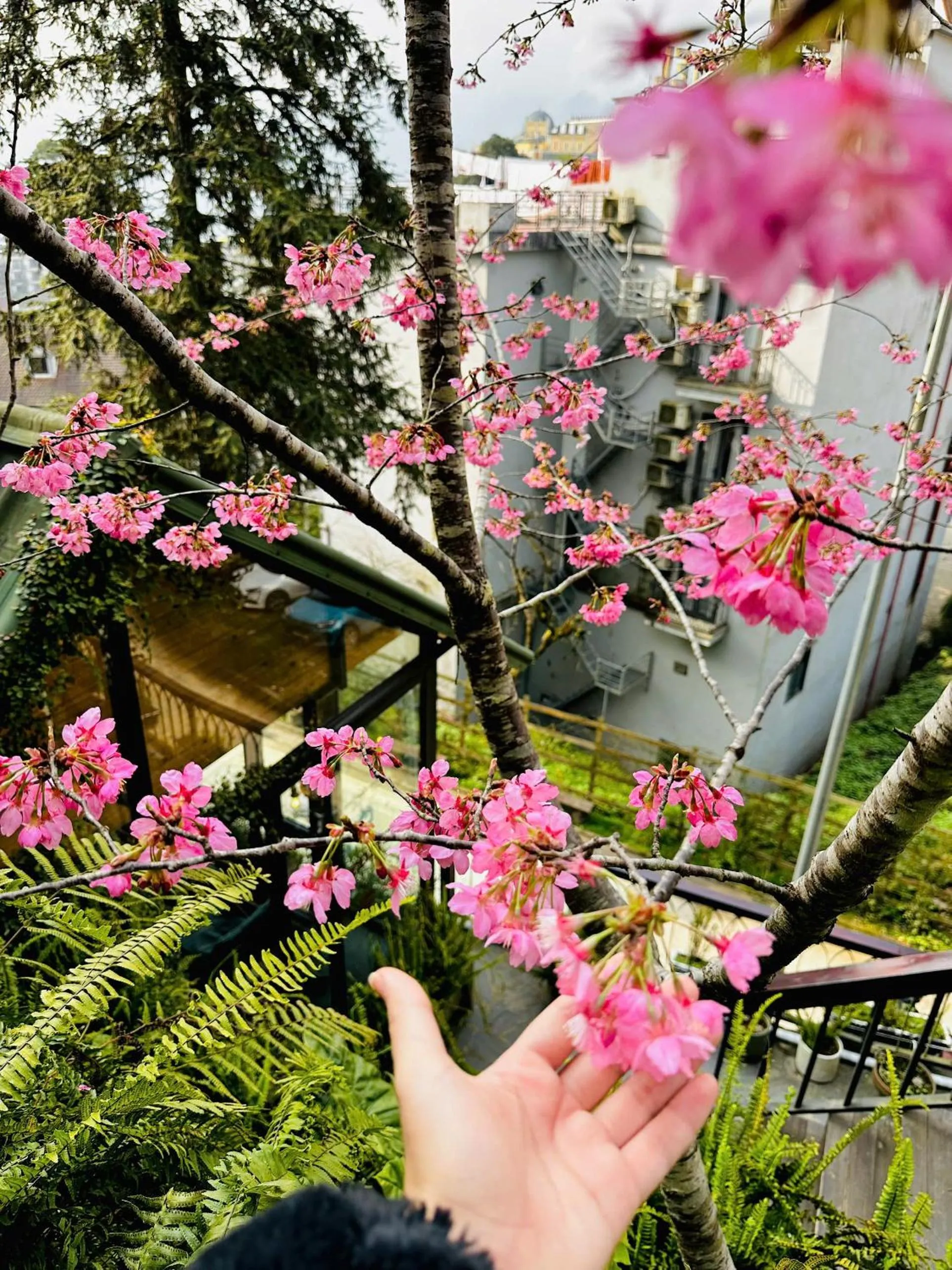 Spring in Sapa Pine Hill Eco Lodge