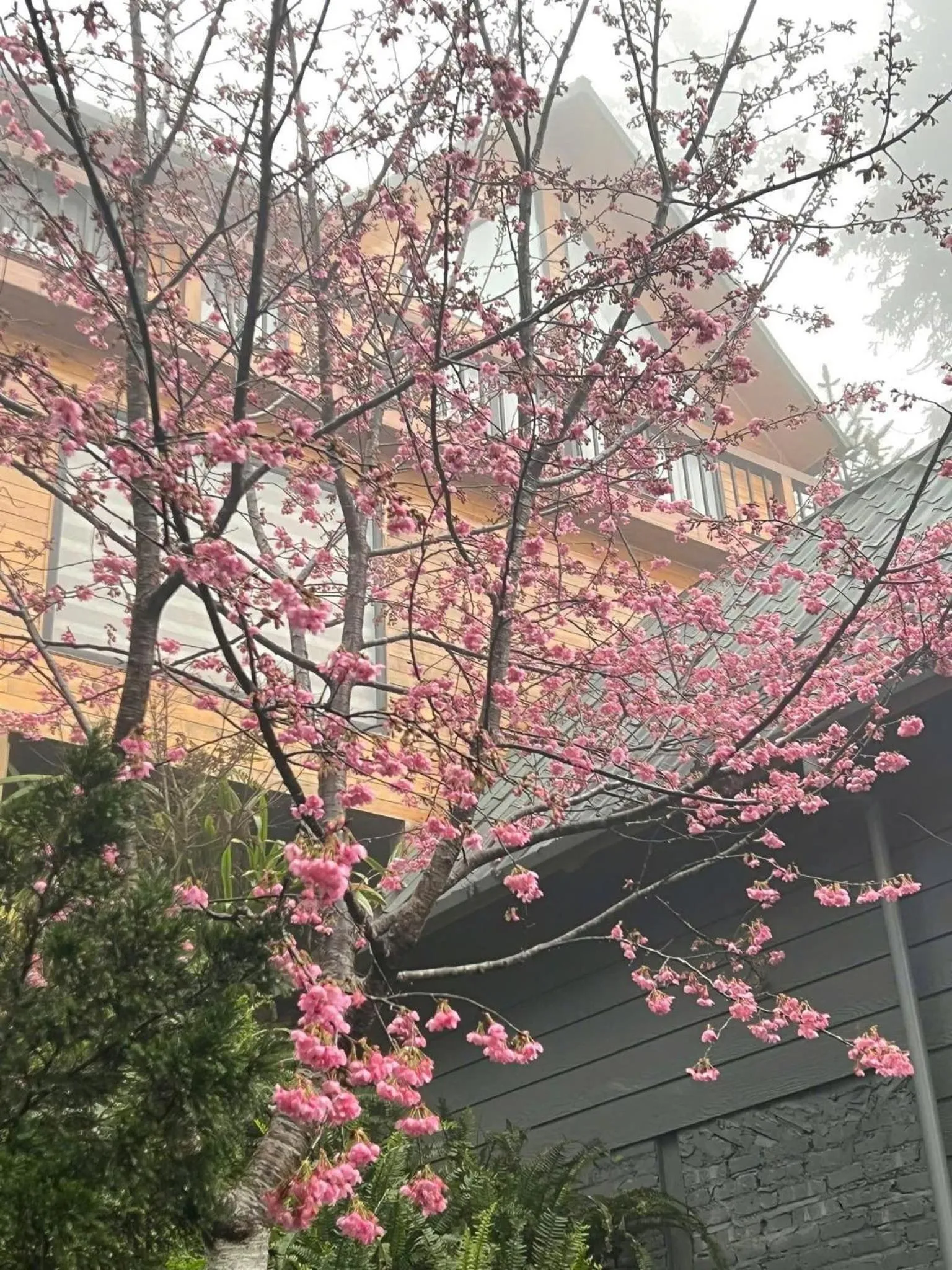 Property building in Sapa Pine Hill Eco Lodge