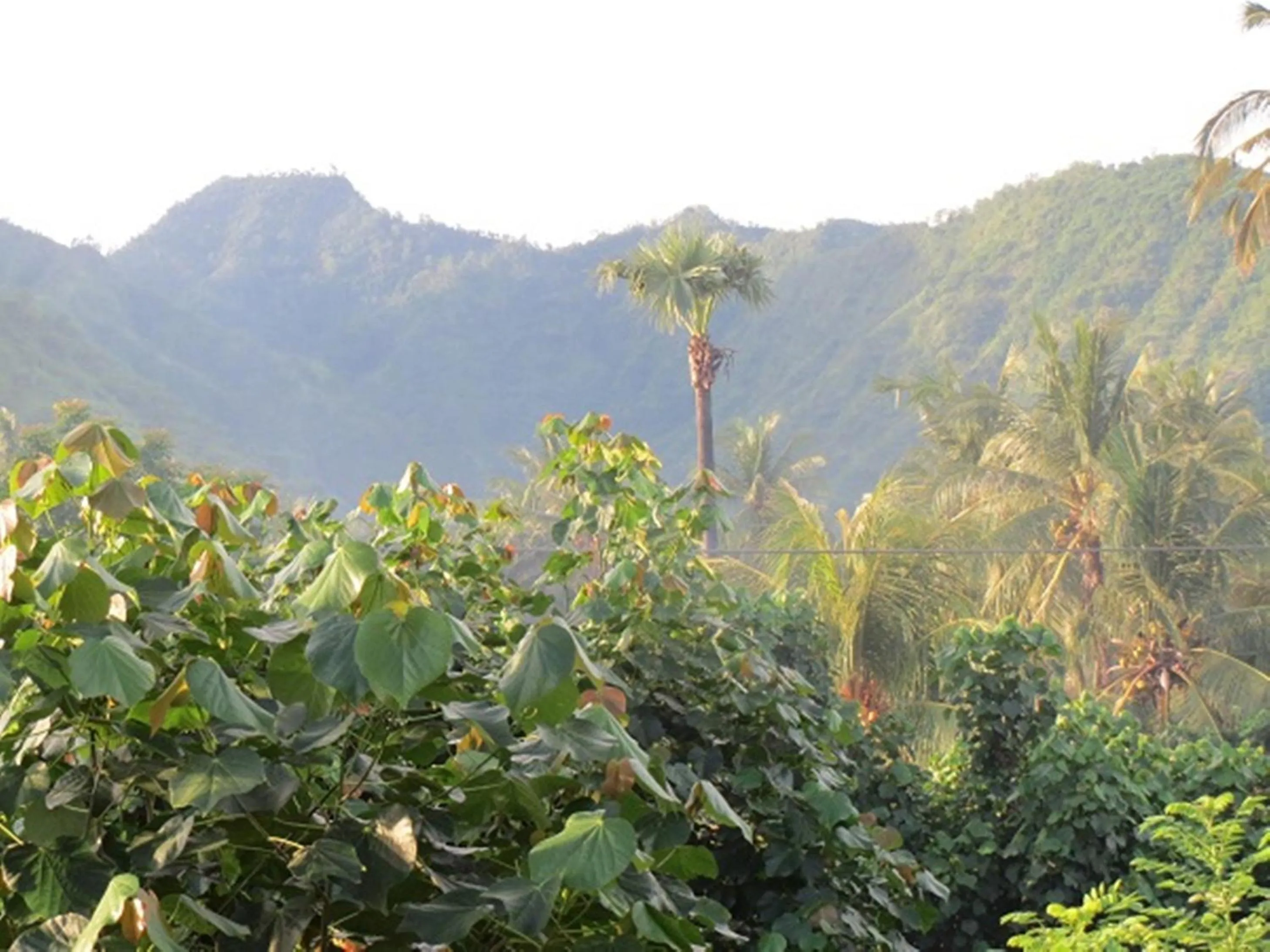 Mountain view in Bali Sari Homestay