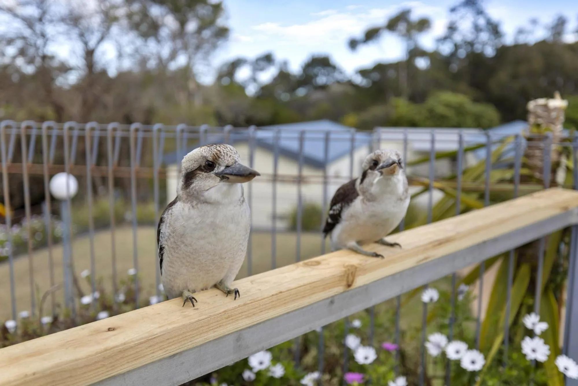 Animals in Metung Holiday Villas