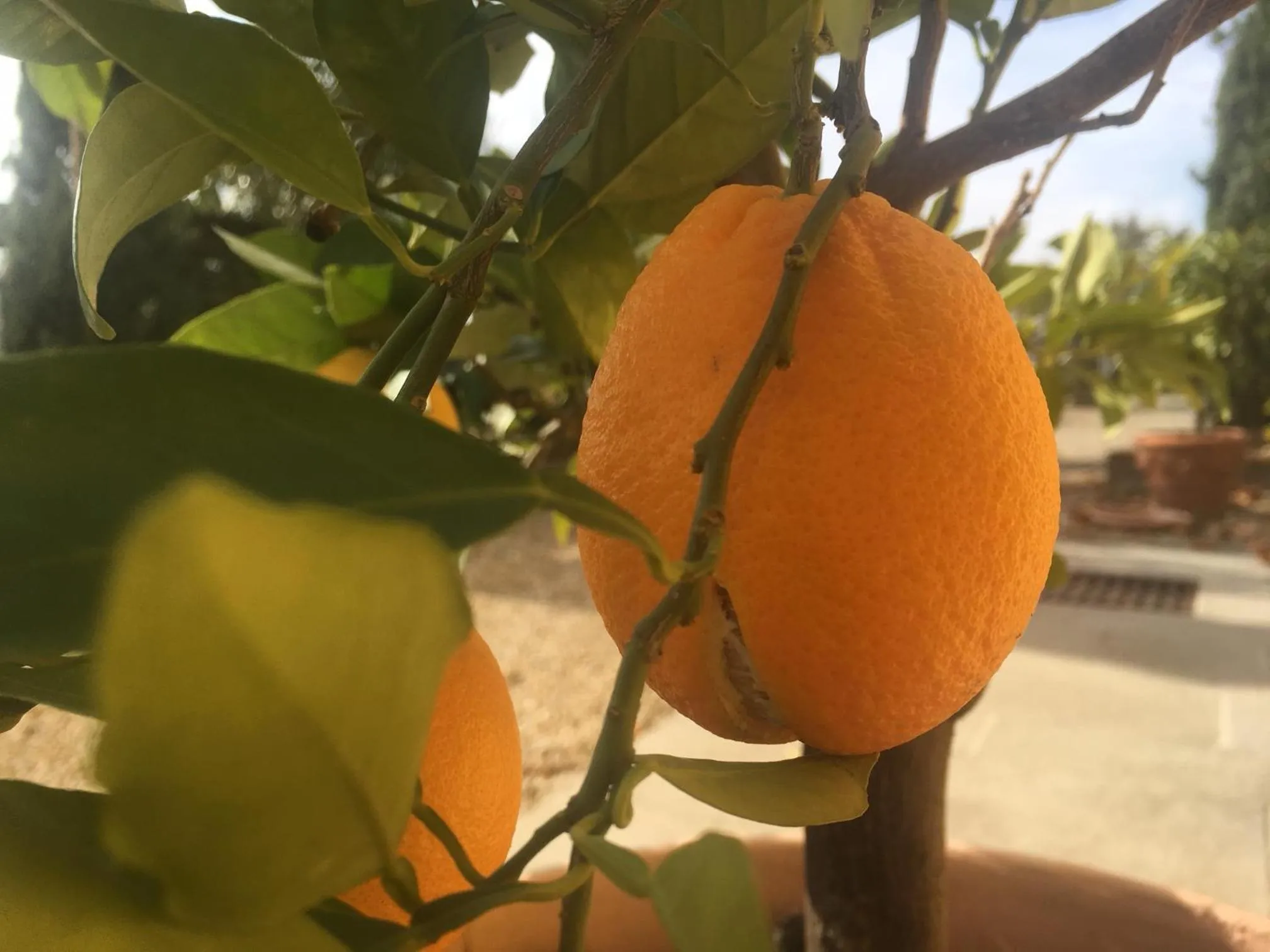 Garden in Villa Rigacci