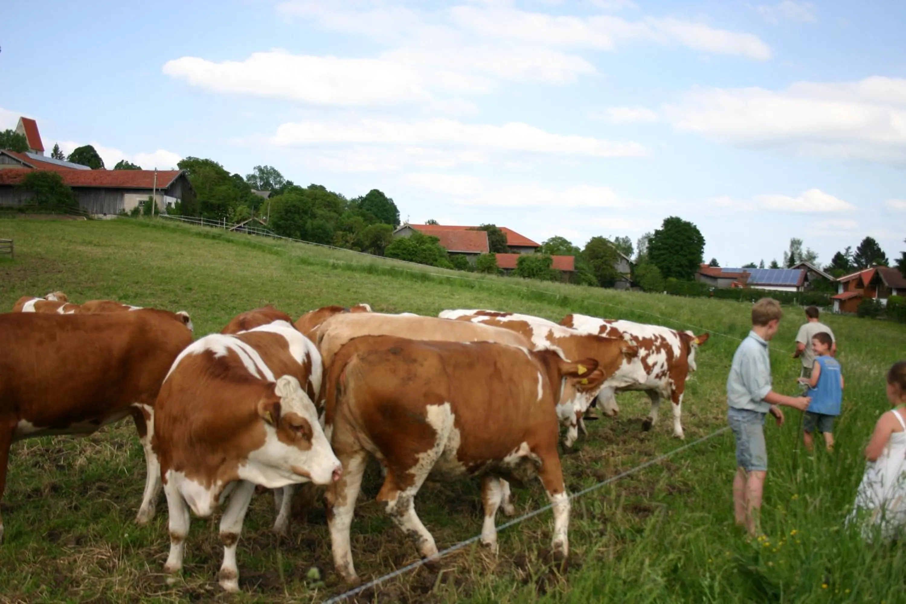 Animals in Beim Huber in Linden