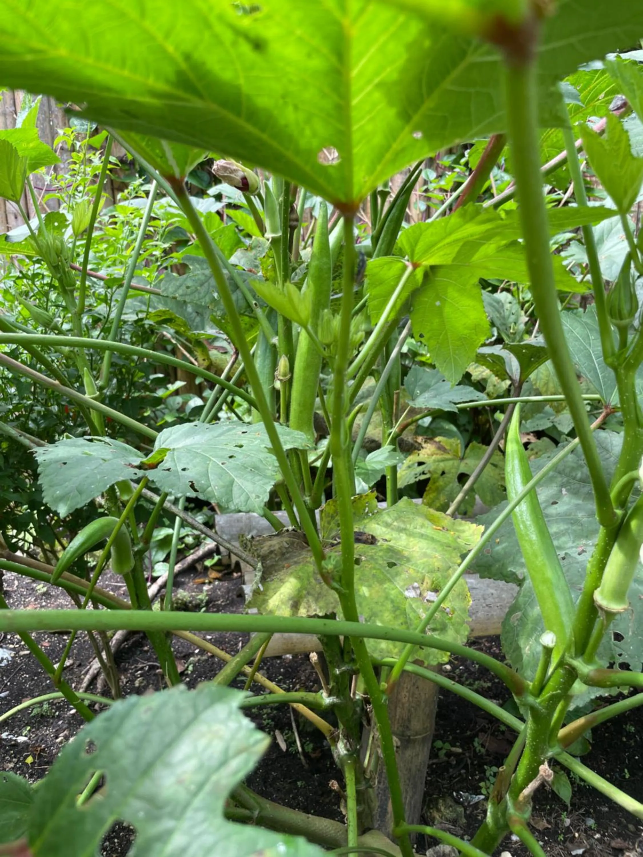 CASA AGUELO Chocolate Hills